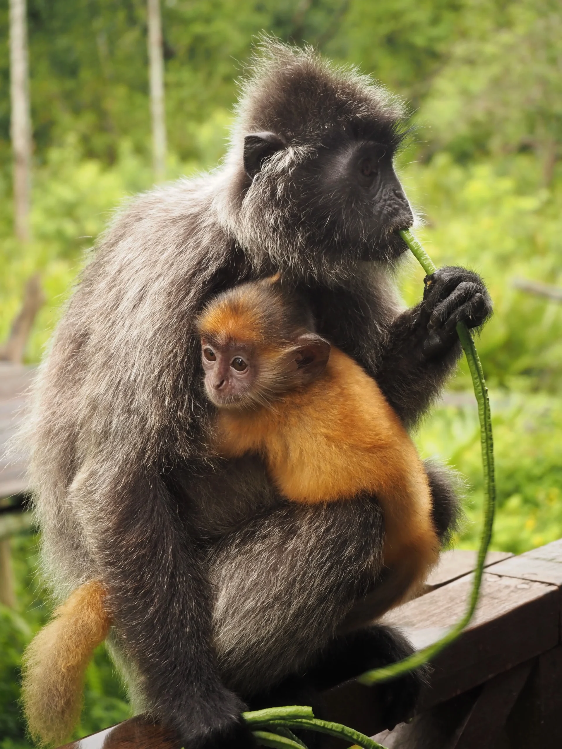 Gdzie Zobaczyć Nosacze Sundajskie na Borneo – 3 Najlepsze Miejsca Samica langura srebrzystego z wtulonym w nią rudym młodym i zajadająca zieloną roślinę na Borneo