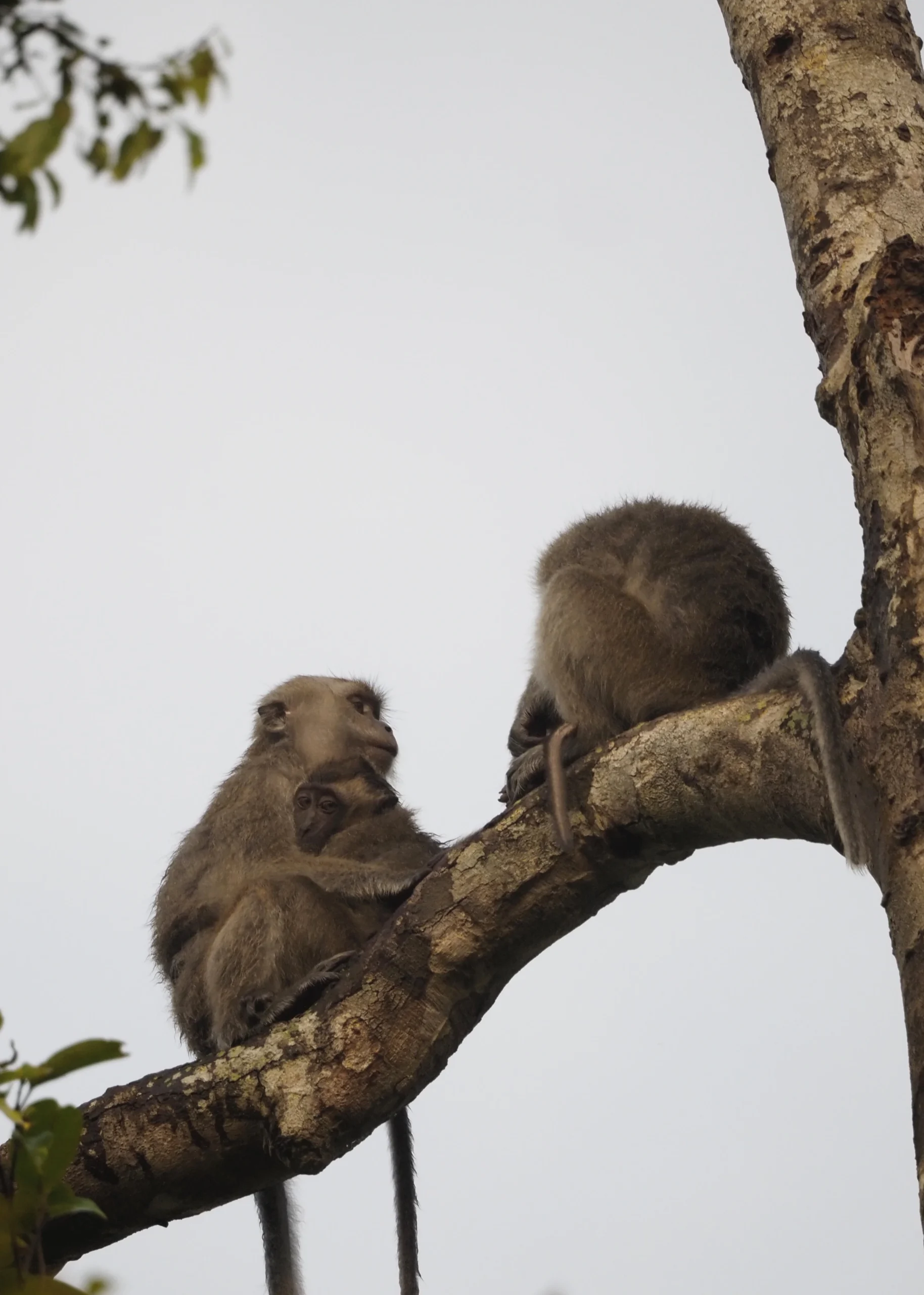 Gdzie Zobaczyć Nosacze Sundajskie na Borneo – 3 Najlepsze Miejsca Trzy małpy makaki długoogonowe na drzewie w naturze