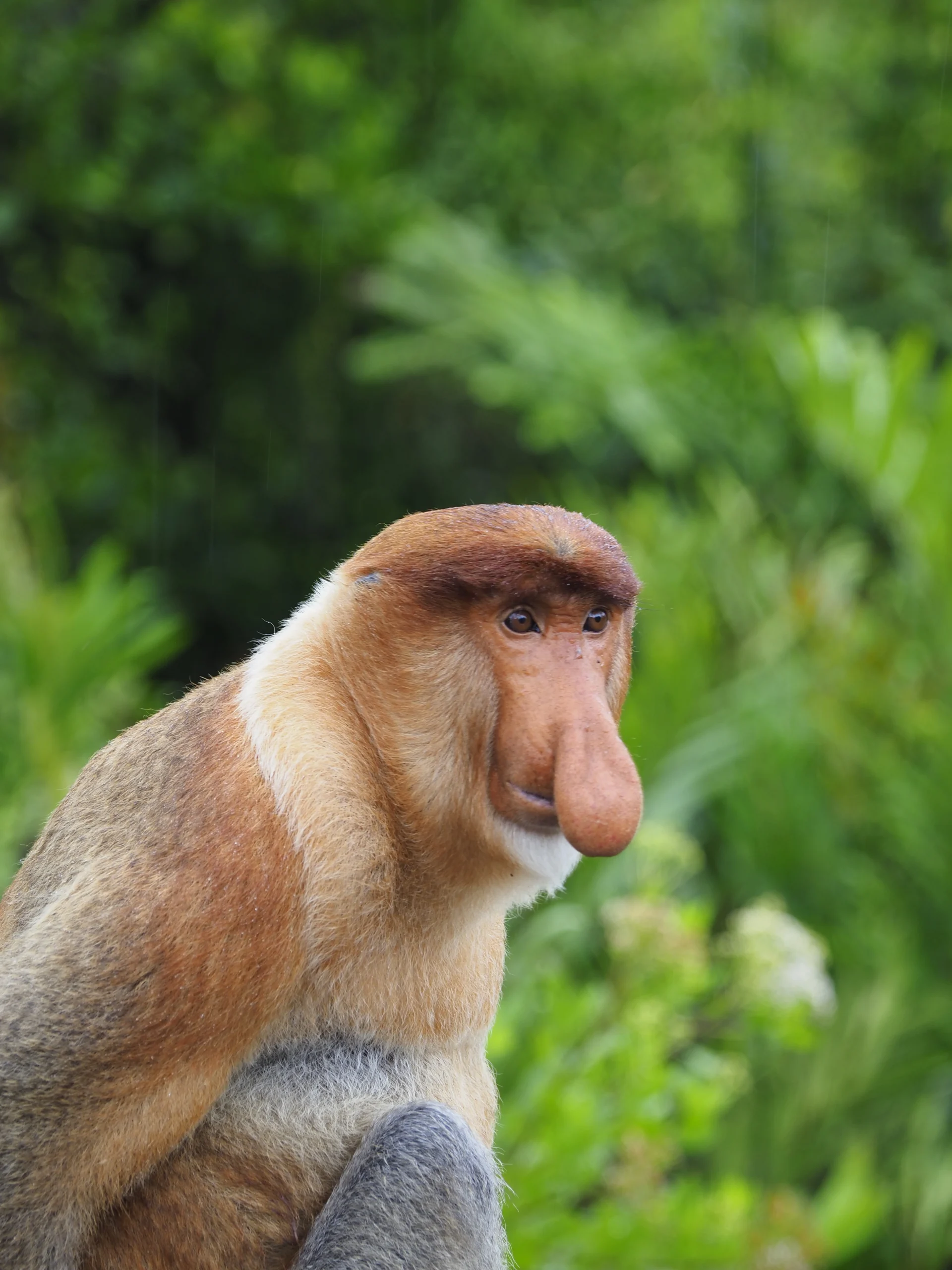 Gdzie Zobaczyć Nosacze Sundajskie na Borneo – 3 Najlepsze Miejsca Proboscis monkey samiec na tle bujnej dżungli