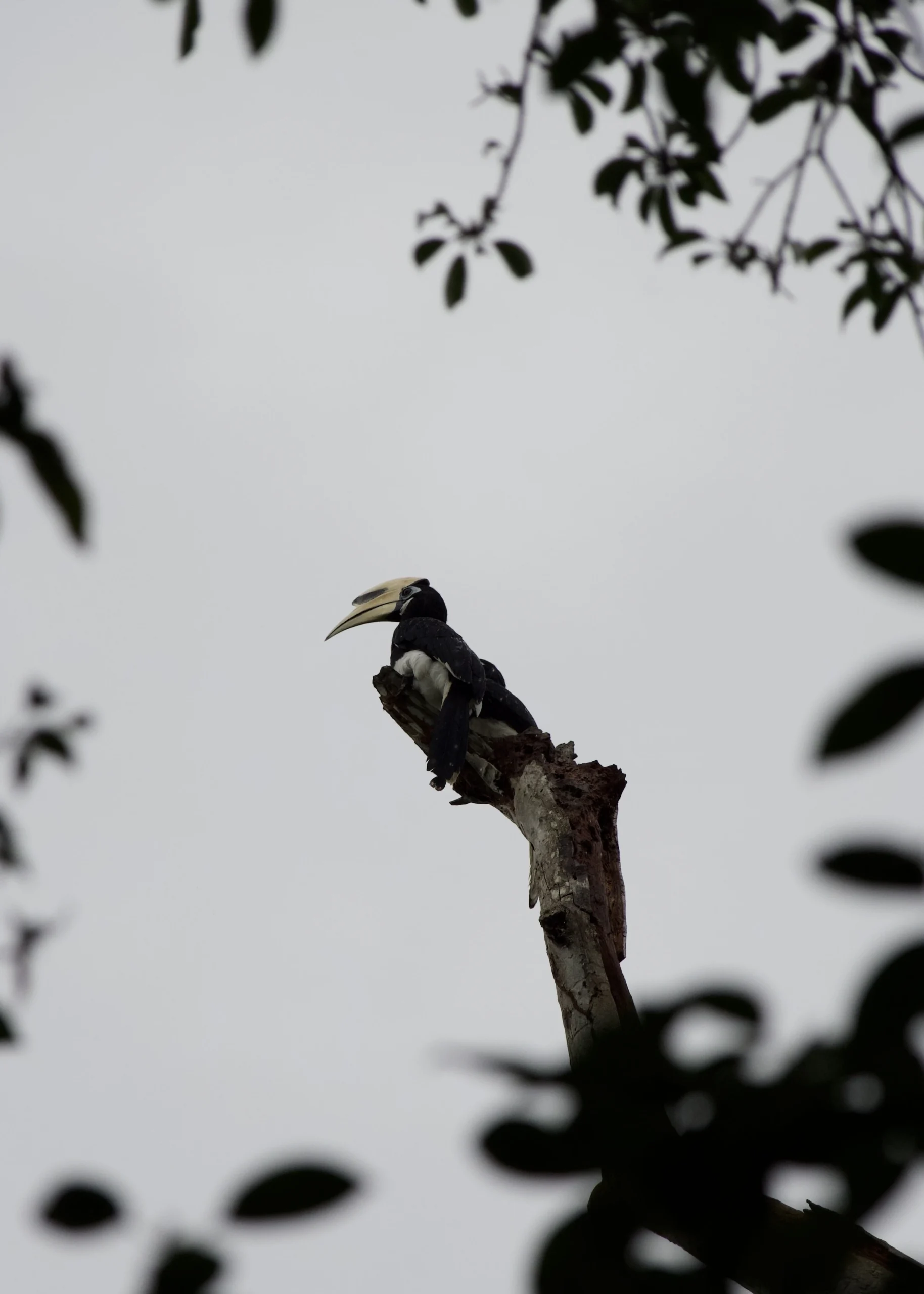 Gdzie Zobaczyć Nosacze Sundajskie na Borneo – 3 Najlepsze Miejsca Pied hornbill na pniu drzewa widoczny z łódki w czasie rejsu po KInabatangan river