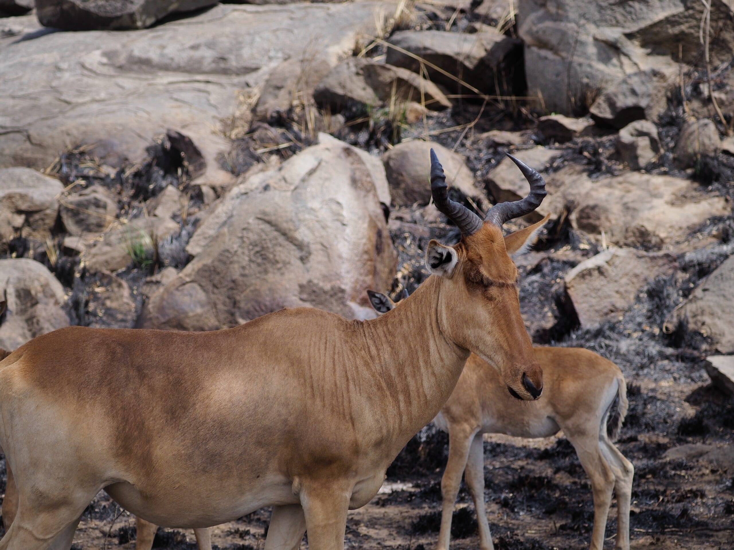 bawolec-masajski-tanazania-kenya-parki-narodowe-afryki-zwierzeta-antylopy-gazele-najlepsze-safari-w-afryce