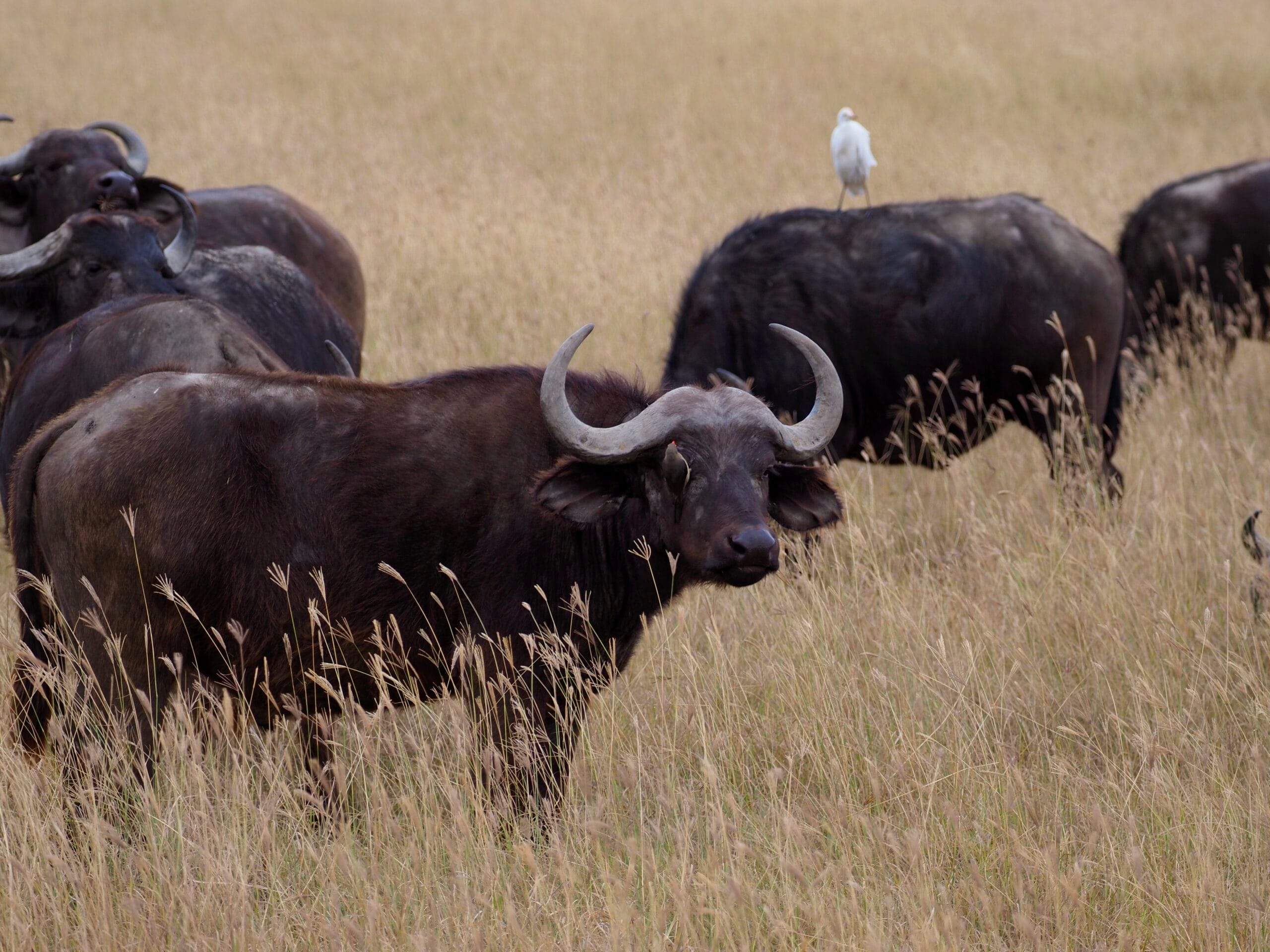 Bawoły afrykańskie w trawie równina serengeti parki narodowe gdzie zobaczyć wielką piątkę w Afryce
