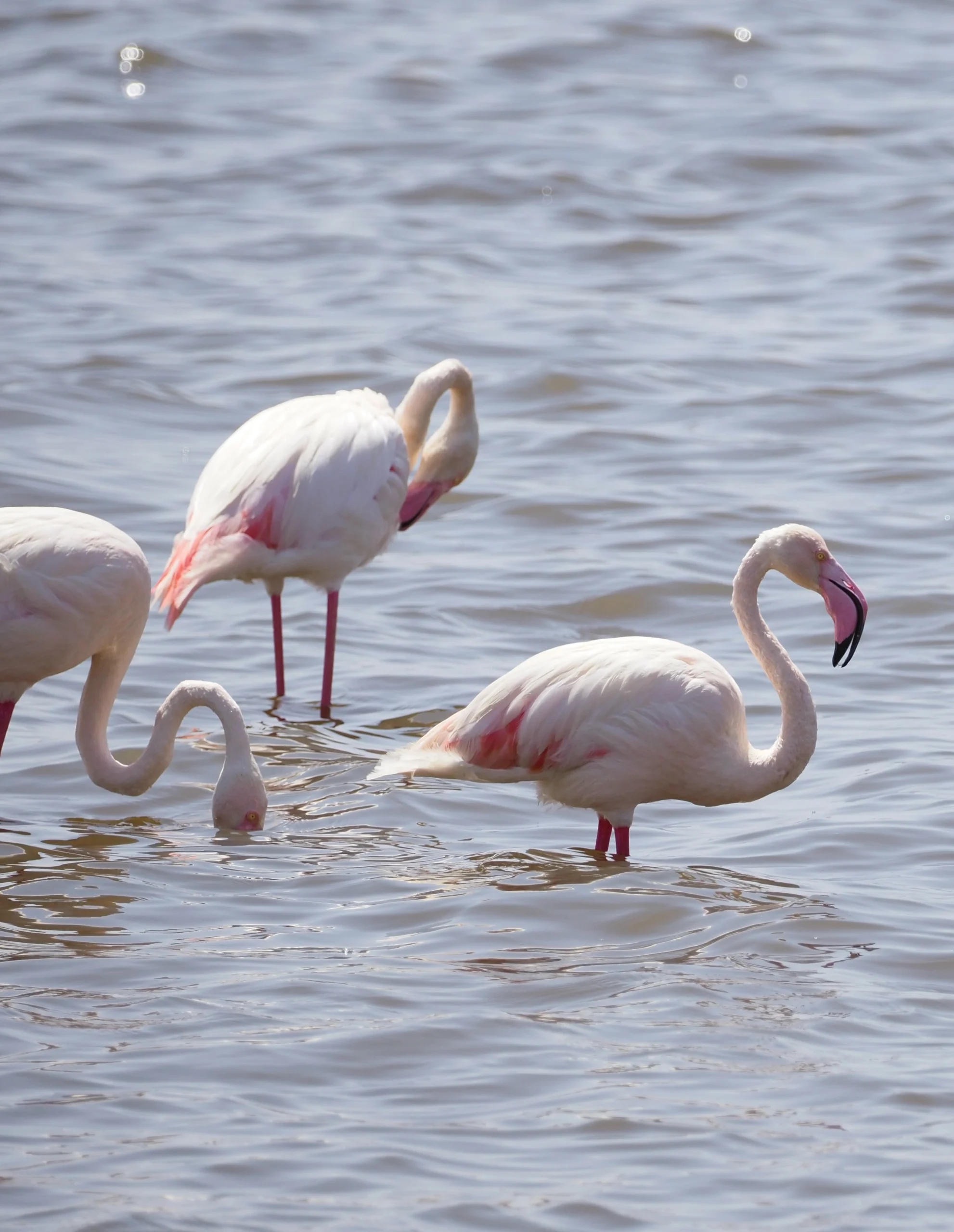 Flamingi w Afryce w Parkach Narodowych Tanzanii