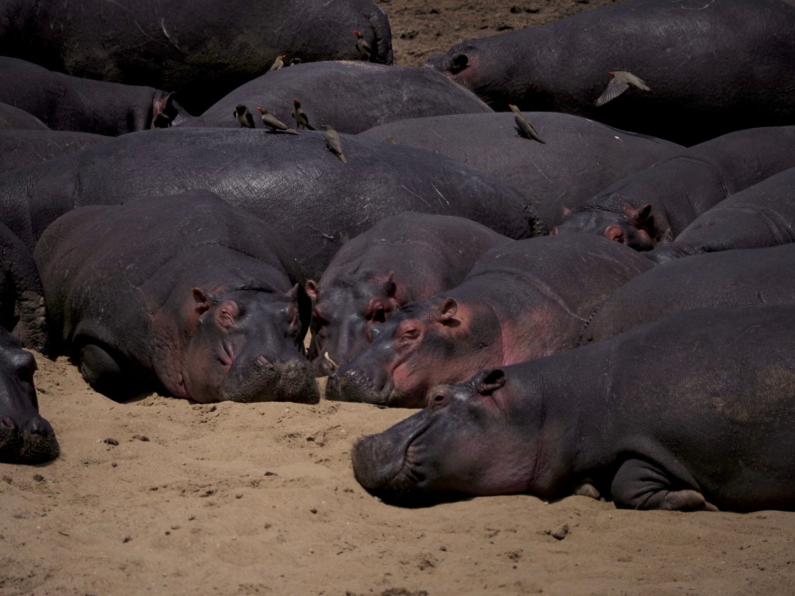 Rodzina hipopotamów leżąca i odpoczywająca w północnym Serengeti Tanzania Hippo Pool