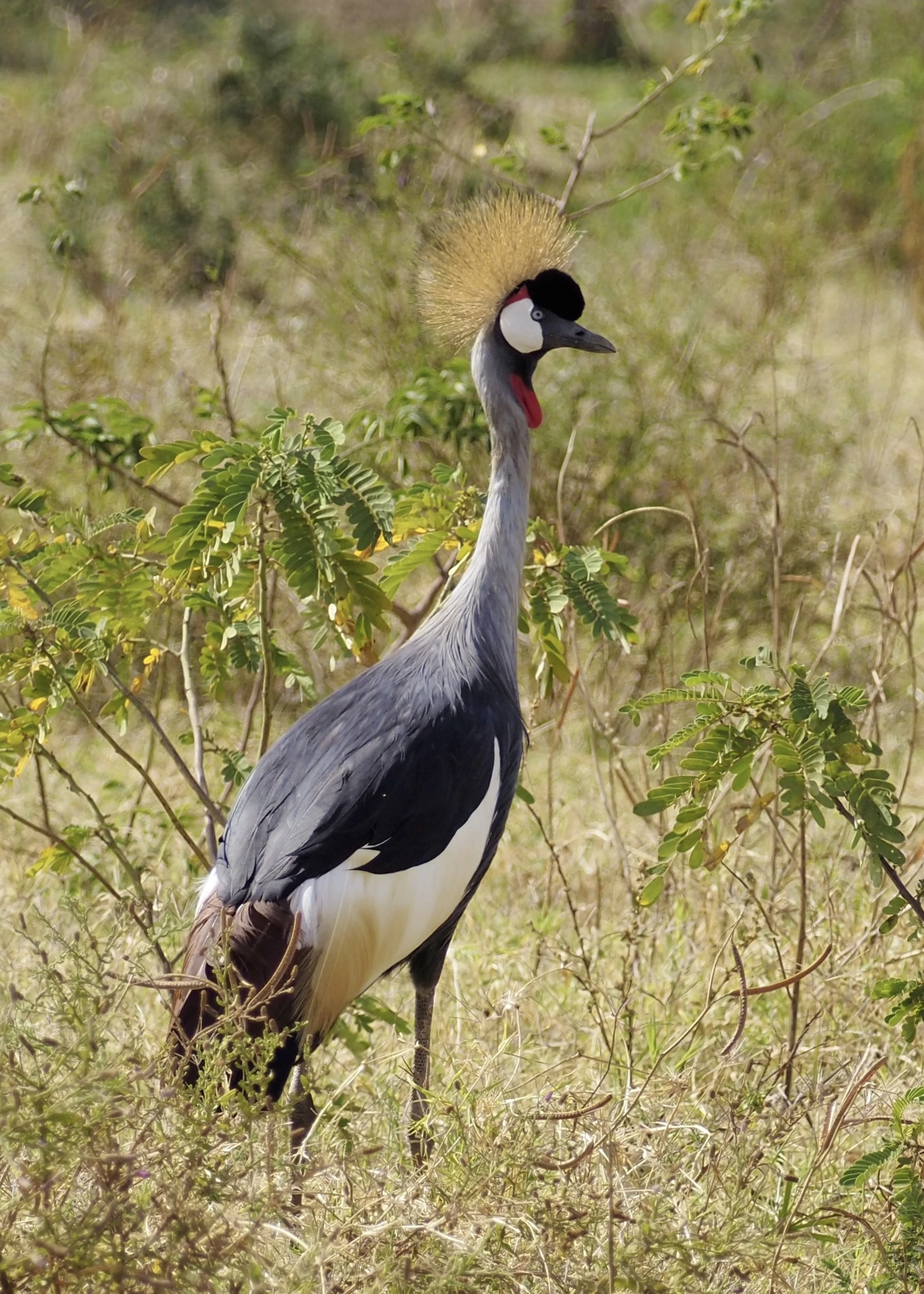 koronnik-czarny-ptaki-afryki-tanzania-uganda-national-bird-parki-narodowe-travelbymonkey