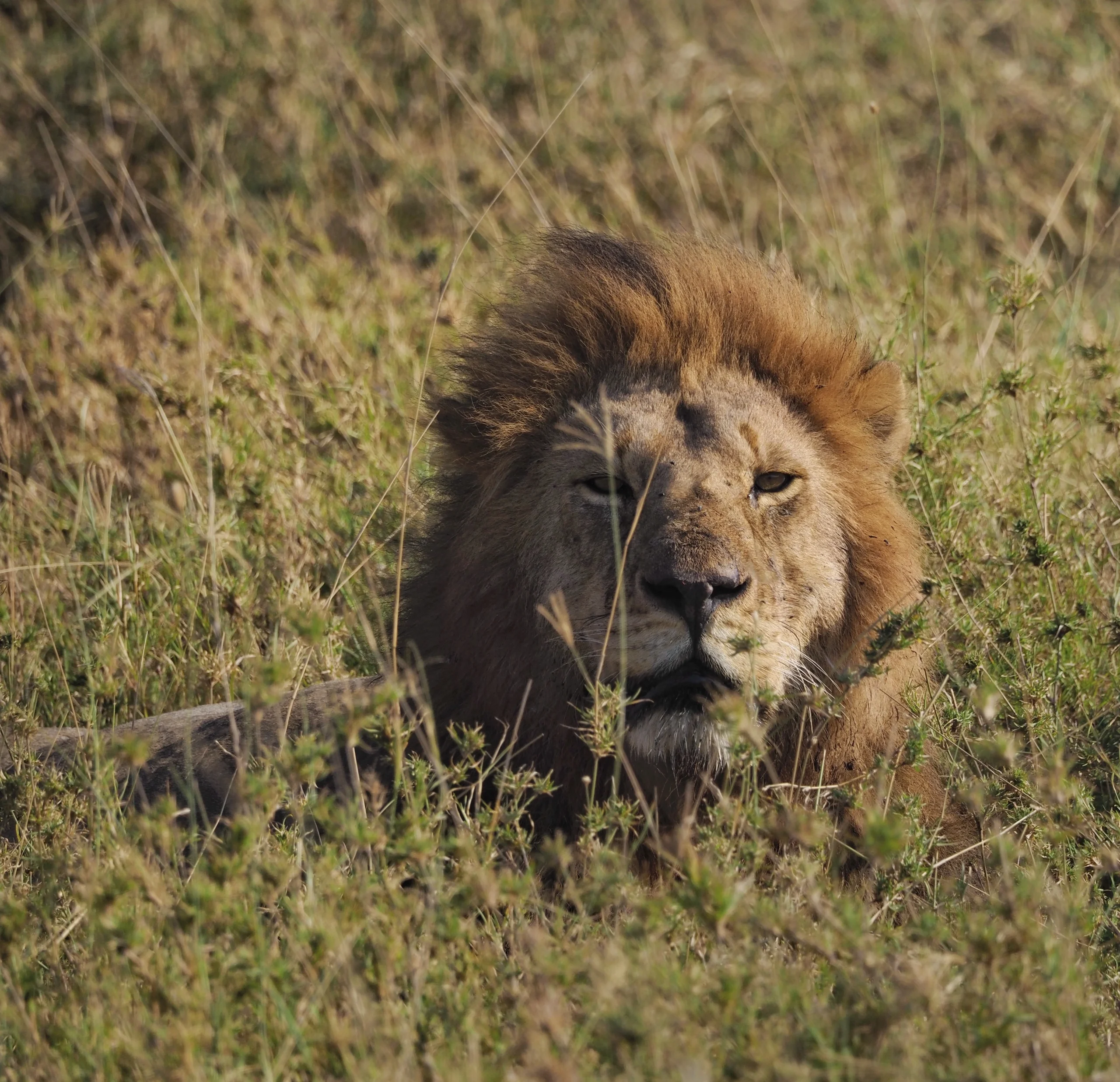 Samiec lwa z bujną grzywą Król Lew w Najpopularniejszym Parku Narodowym Tanzanii w Afryce podczas Safari
