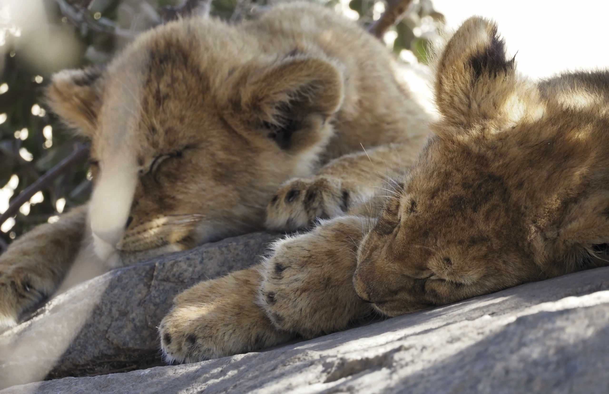 Śpiące lwiątka małe lwy na skale z bliska w Parkach Narodowych Tanzanii w czasie afrykańskiego Safari