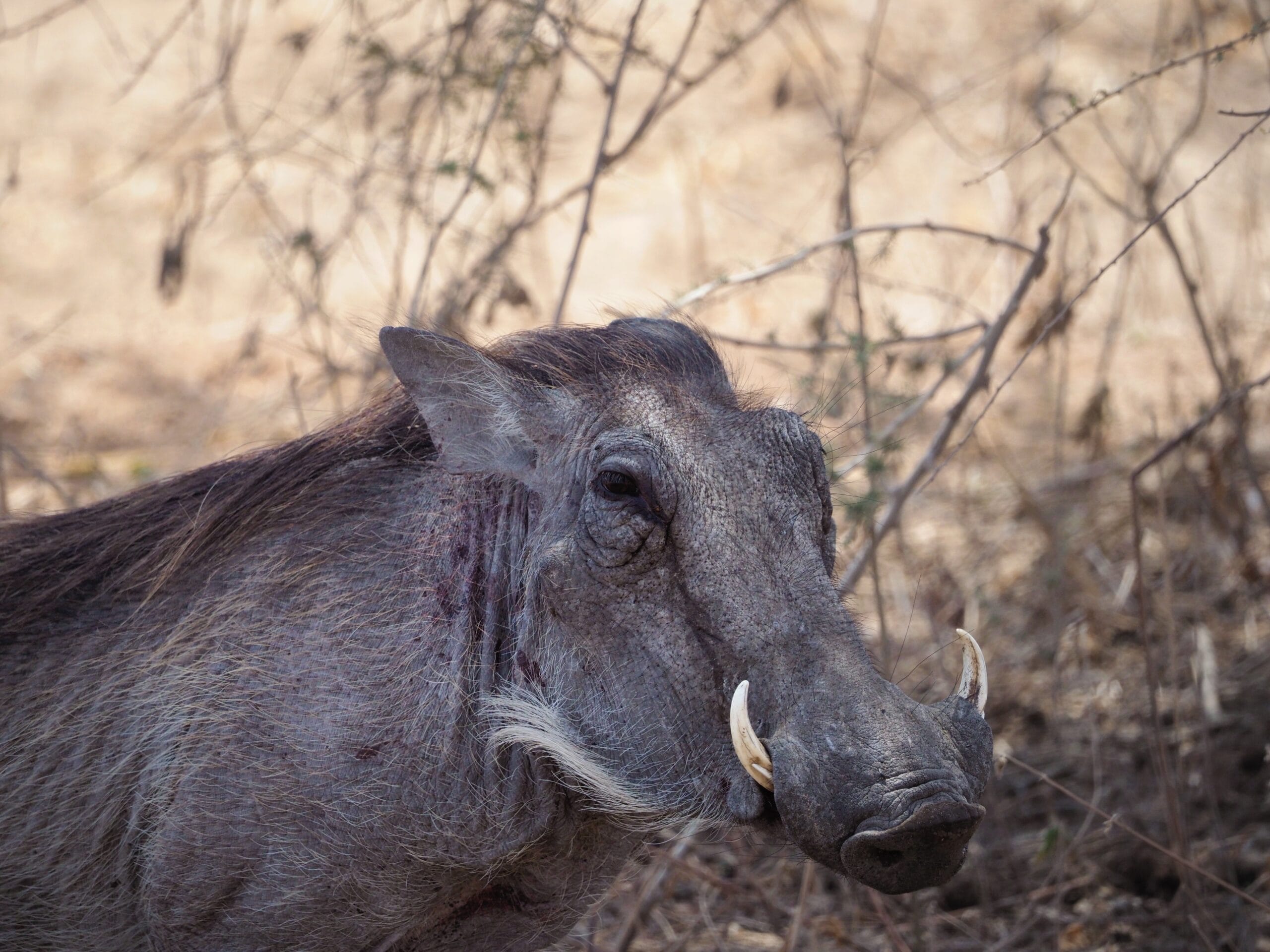 pumba-krol-lew-w-prawdziwym-zyciu-serengeti-park-narodowy-tanzania-kenya-tarangire-manyara