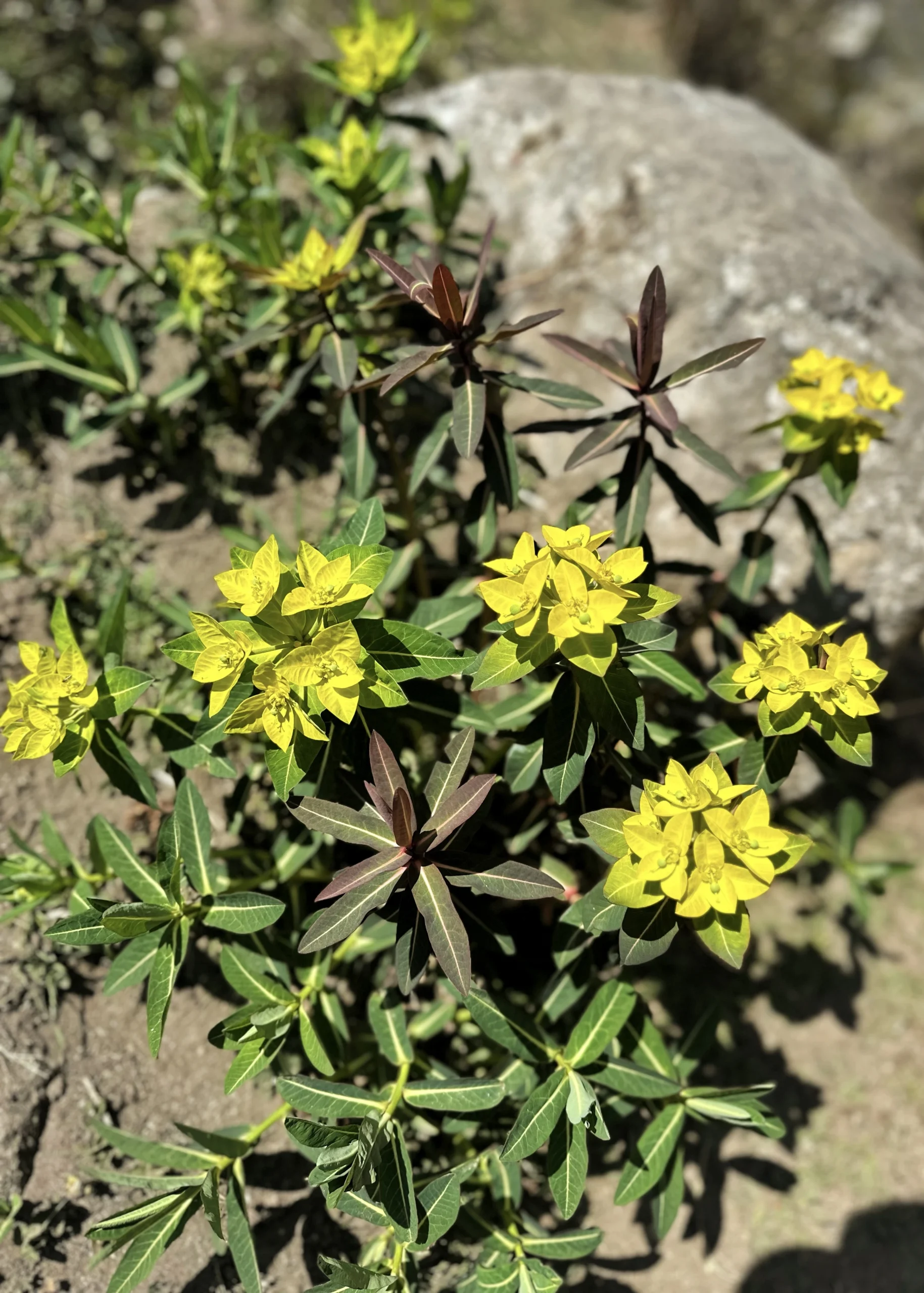 Wilczomlecz złocisty (Euphorbia epithymoides) kwitnący w Himalajach – żółte kwiaty na szlaku trekkingowym w Nepalu