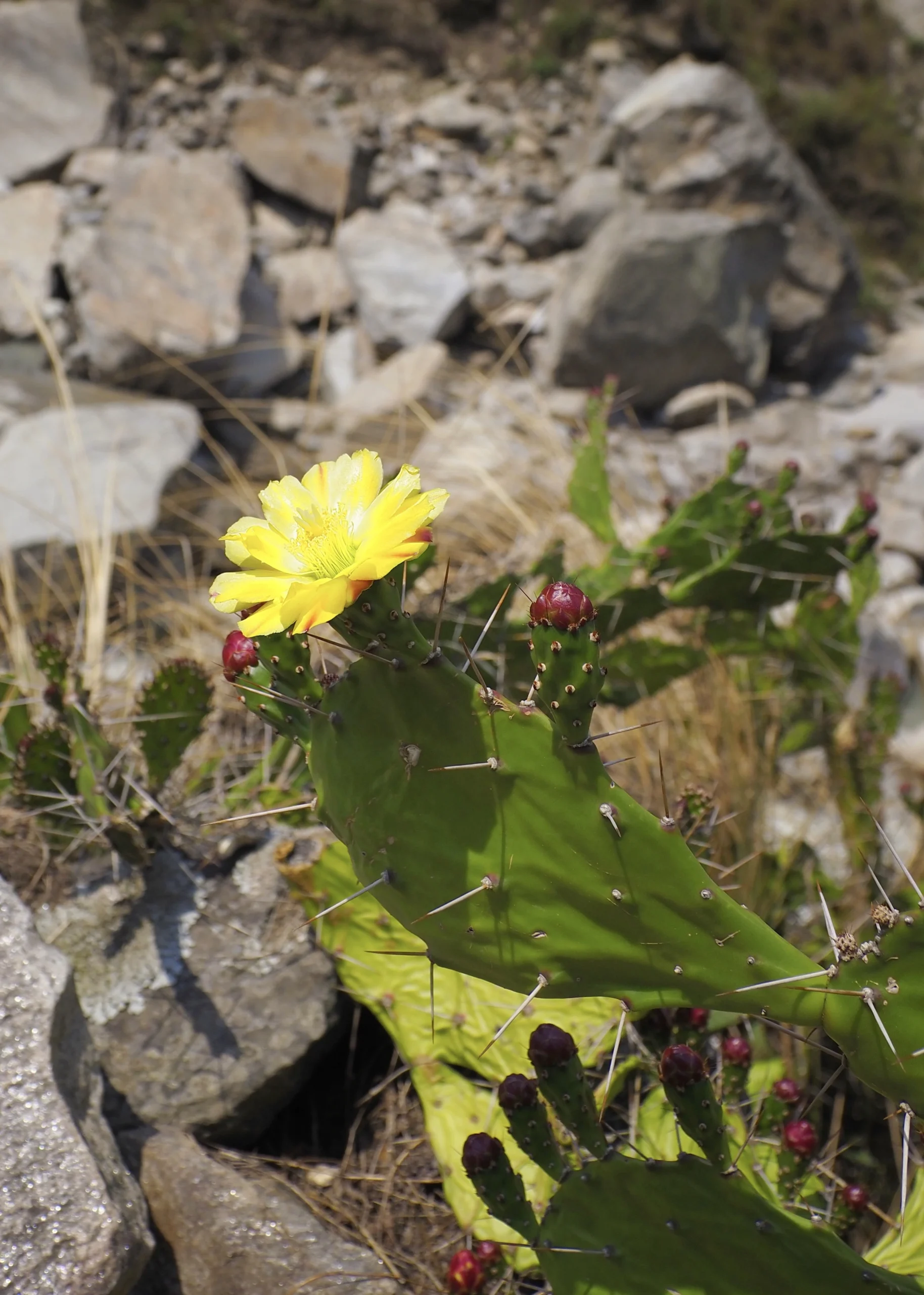 Trekking w Himalajach: Langtang Valley Trek (6 dni) + Tserko Ri (4985 m n.p.m) Opuntia-ficus-indica-kaktus-w-himalajach-nepal