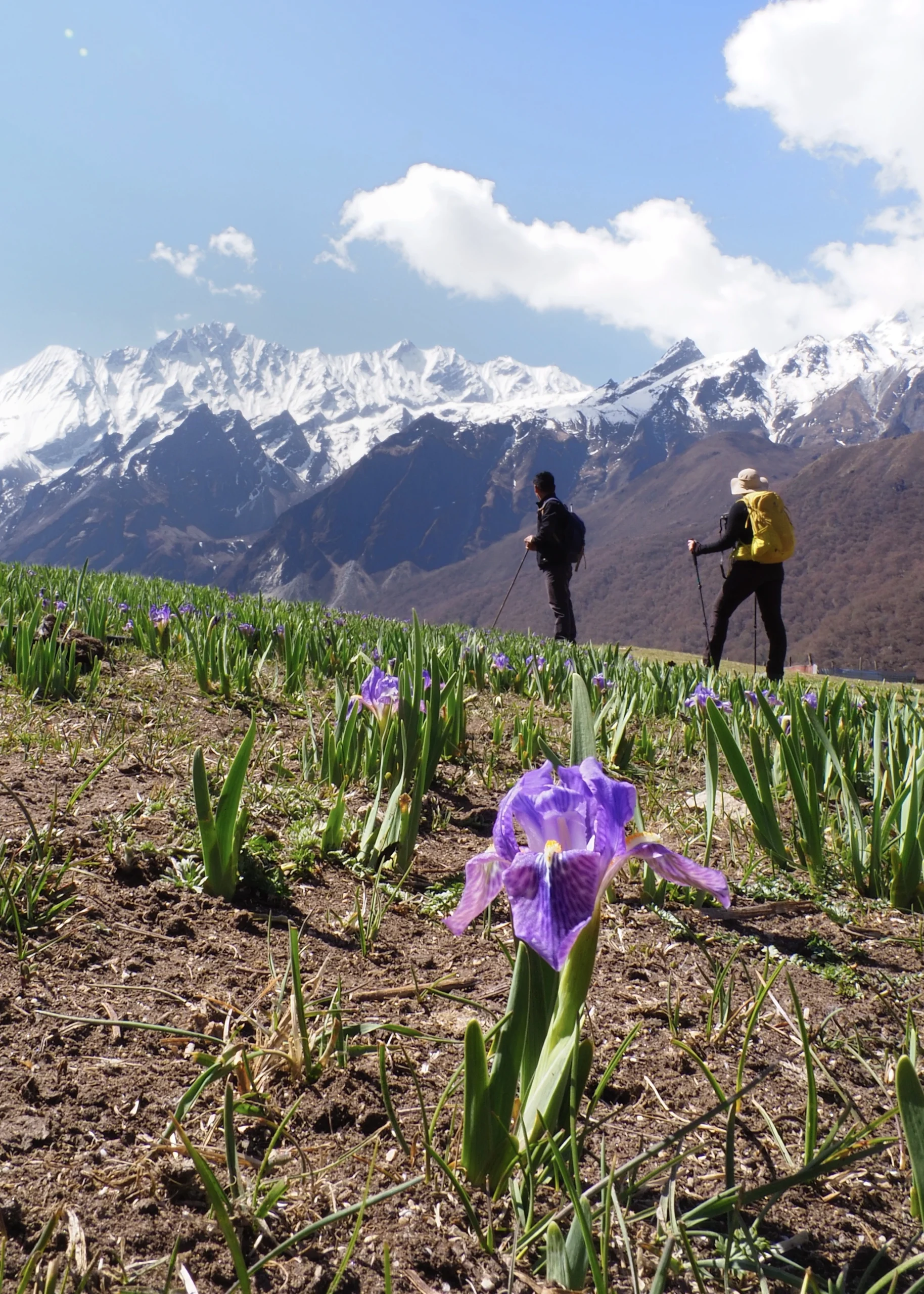 Trekking w Himalajach: Langtang Valley Trek (6 dni) + Tserko Ri (4985 m n.p.m) irisy-himalaje-nepal-langtang-dolina-trekking