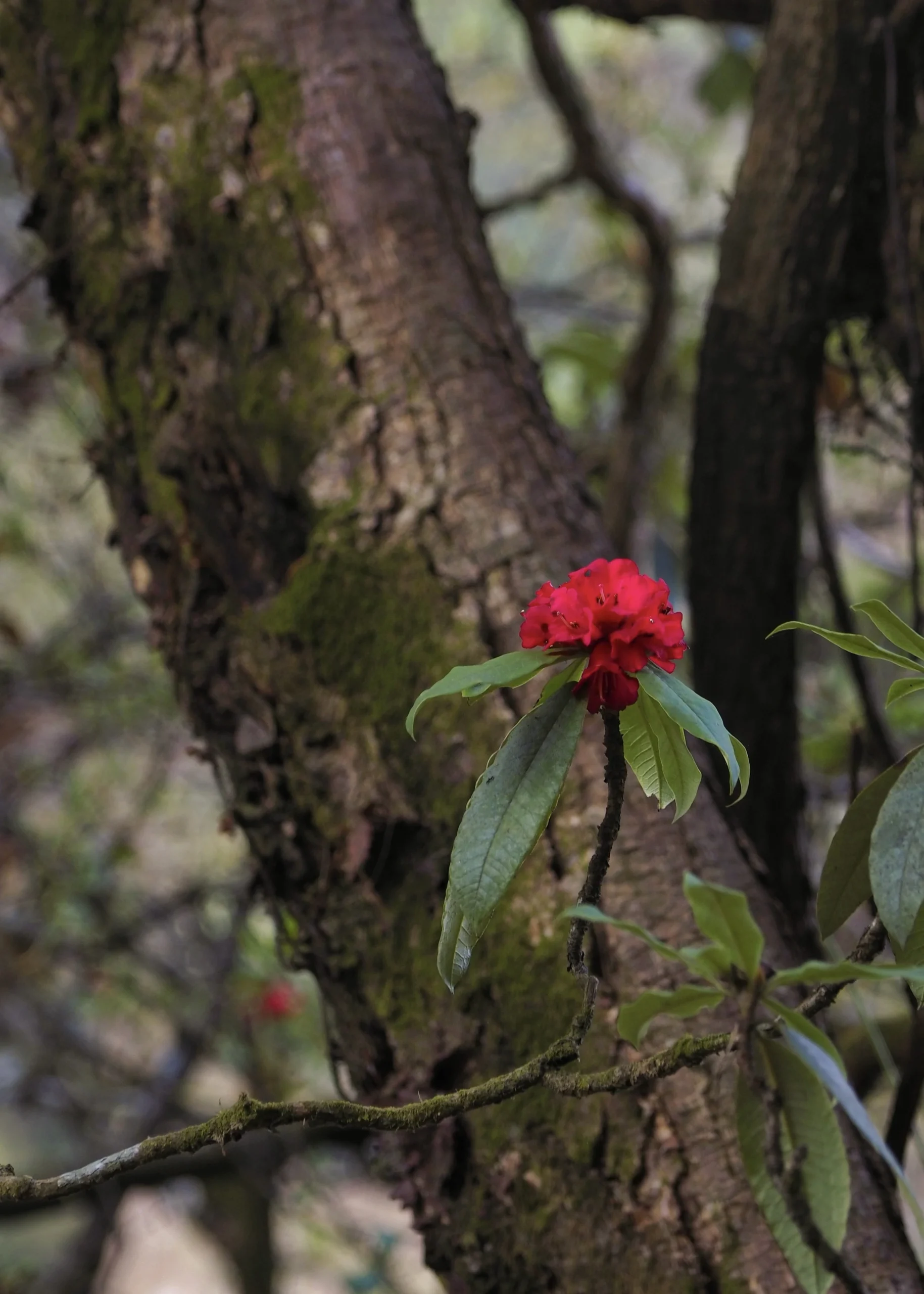 Trekking w Himalajach: Langtang Valley Trek (6 dni) + Tserko Ri (4985 m n.p.m) narodowy-kraj-nepalu-Rhododendron-czerwony-langtang-dolina-wiosna-trekking