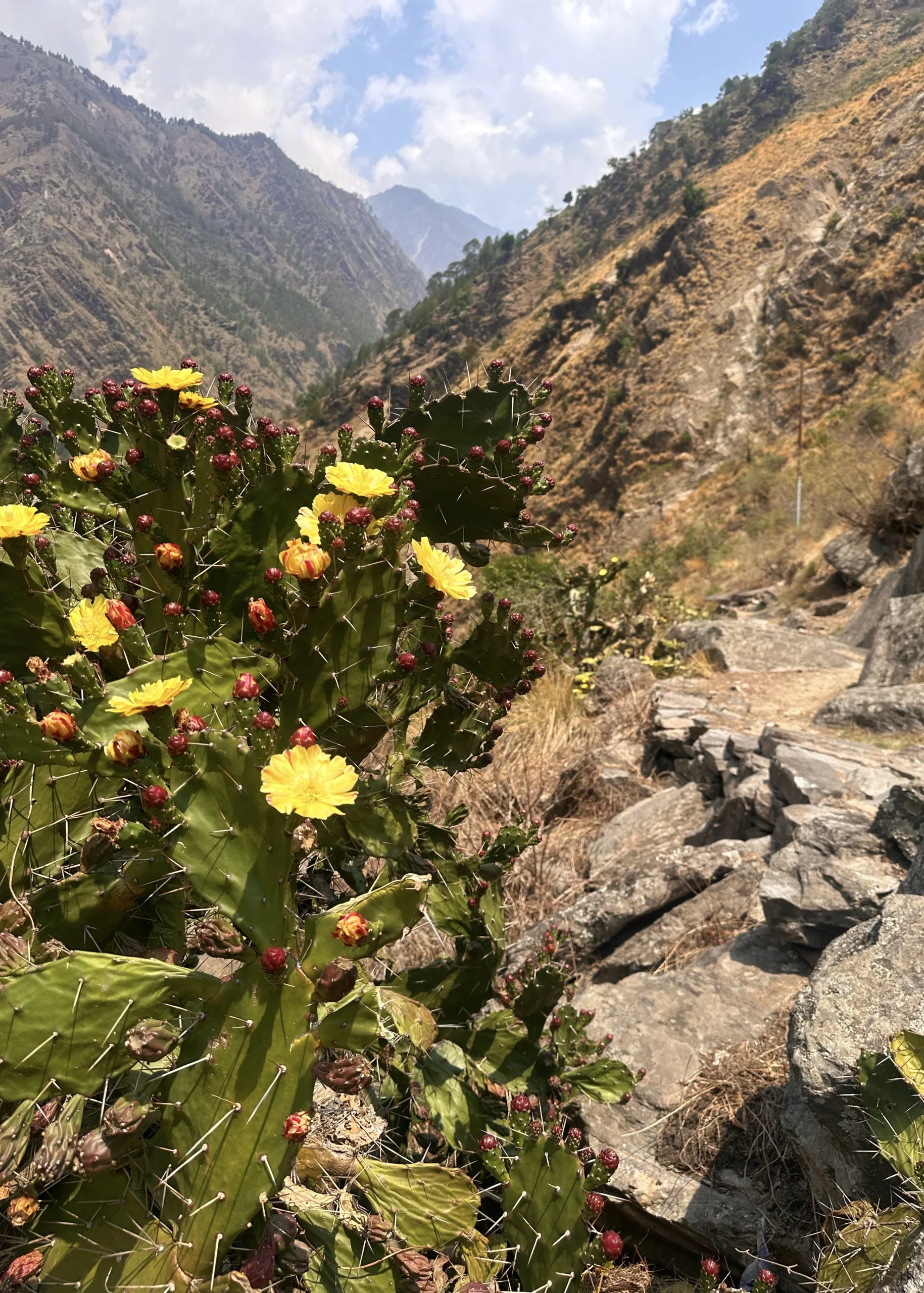 Trekking w Himalajach: Langtang Valley Trek (6 dni) + Tserko Ri (4985 m n.p.m) rosliny-himalaje-langtang-Opuntia ficus-indica