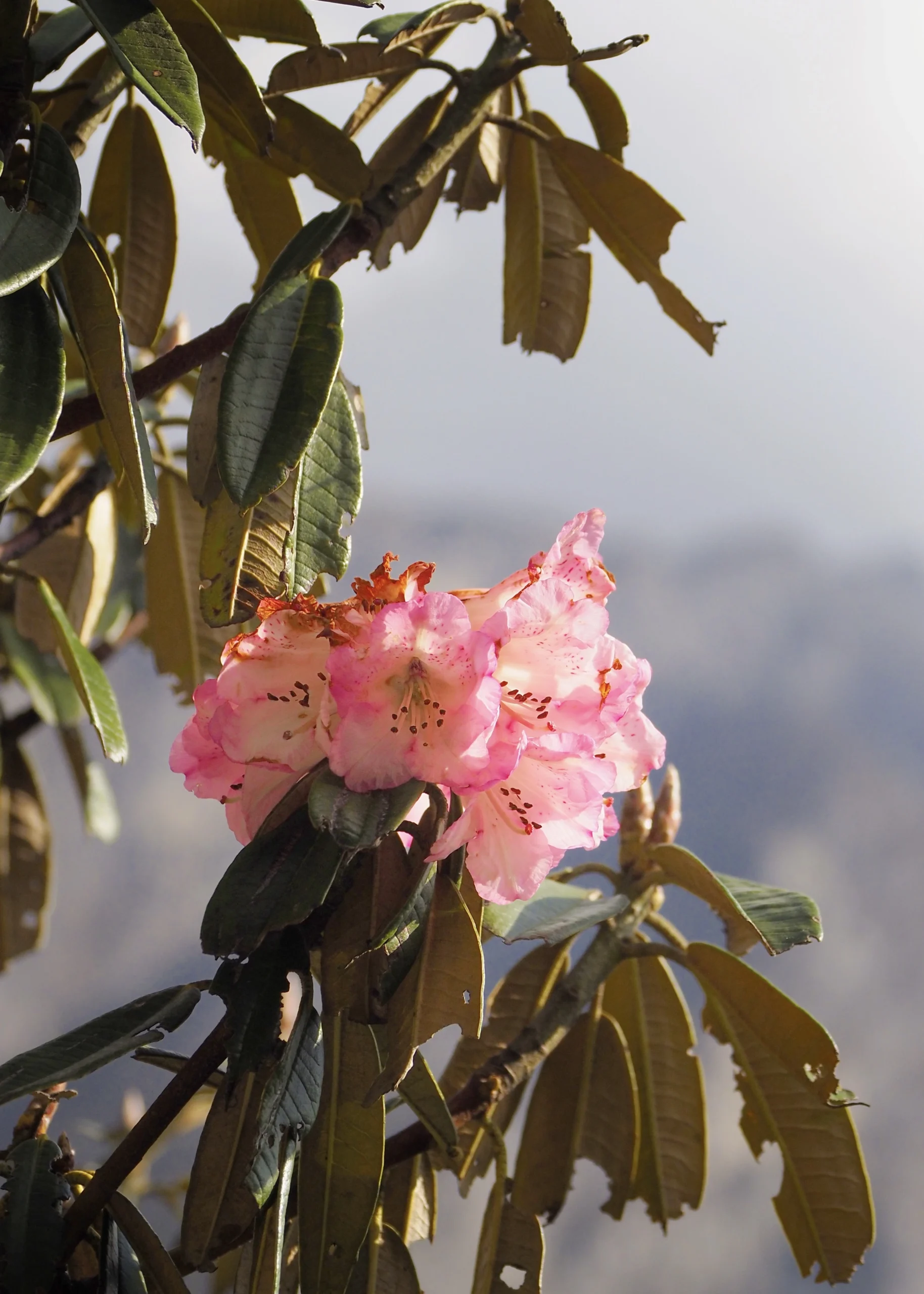 Trekking w Himalajach: Langtang Valley Trek (6 dni) + Tserko Ri (4985 m n.p.m) roznecznik-rozowy-Rhododendron-nepal-langtang-valley-trek-wiosna
