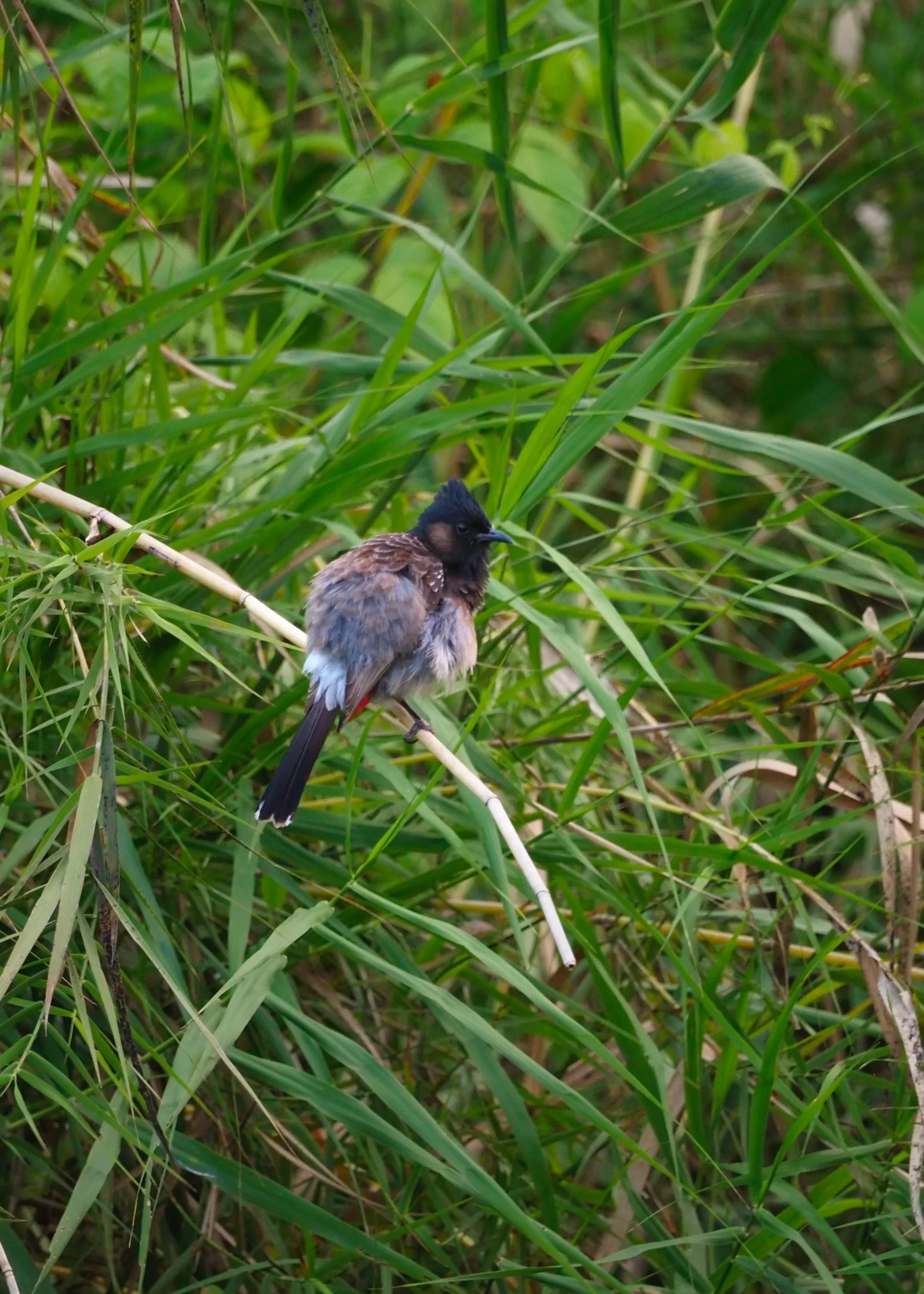 Bilbil czerwonoplamy (Red-vented Bulbul) w Parku Narodowym Chitwan, Nepal – jungle walk safari Sanctuary West Chitwan Hotel