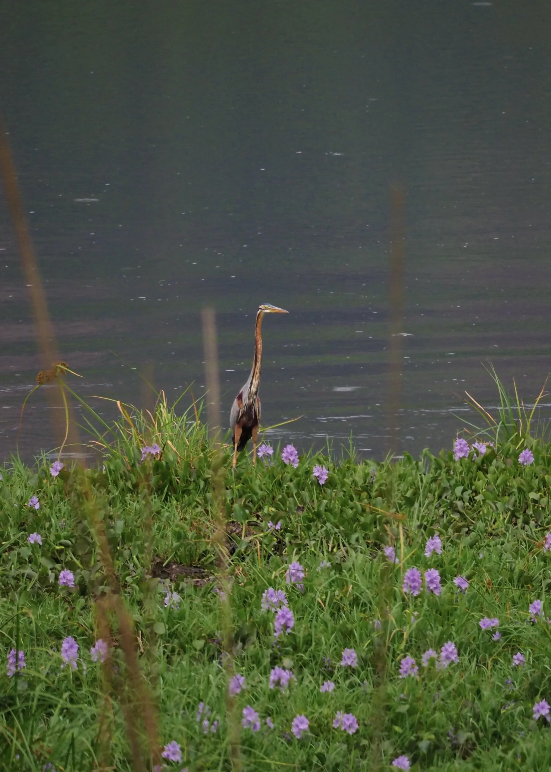 Dzikie zwierzęta Park Narodowy Chitwan- obserwacja ptaków. Czapla purpurowa (Purple Heron) nad wodą w Parku Narodowym Chitwan, Nepal.