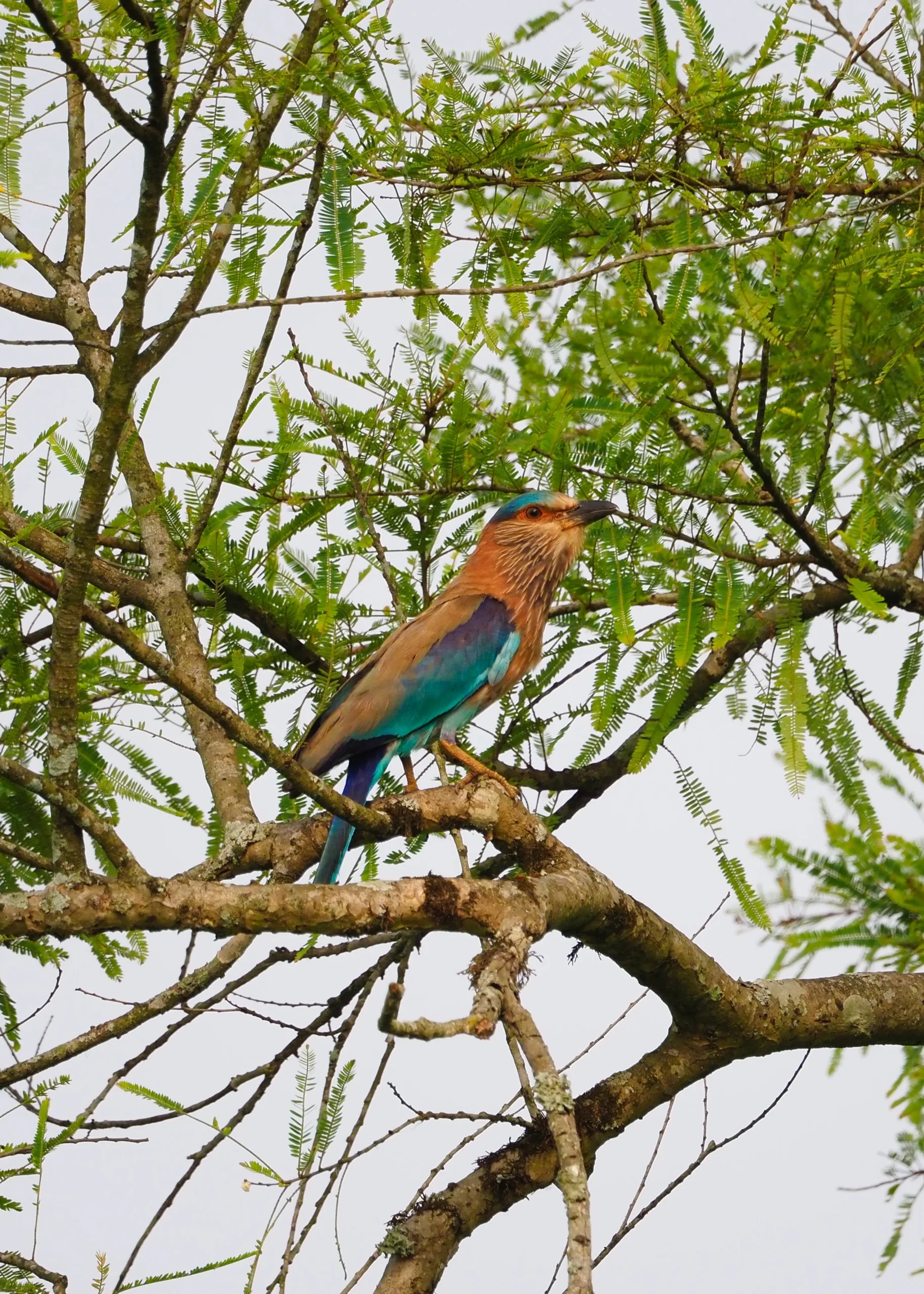 Jakie ptaki można zobaczyć w Nepalu? Kraska orientalna (Indian Roller) – kolorowy ptak w Parku Narodowym Chitwan Sauraha, Nepal. Fotografia Ornitologia