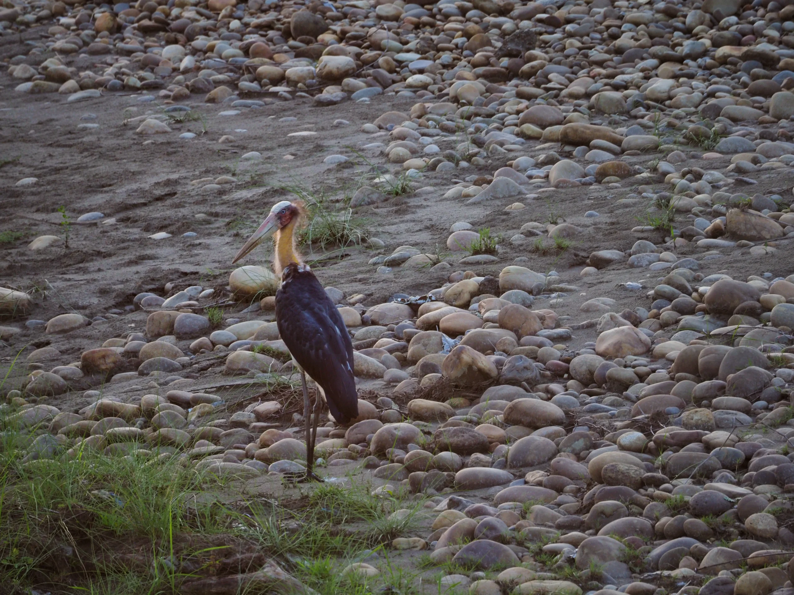Marabut jawajski w Parku Narodowym Chtwan – rzadki ptak Nepalu, Lesser Adjutant Stork. Birdwatching Safari w West Chitwan