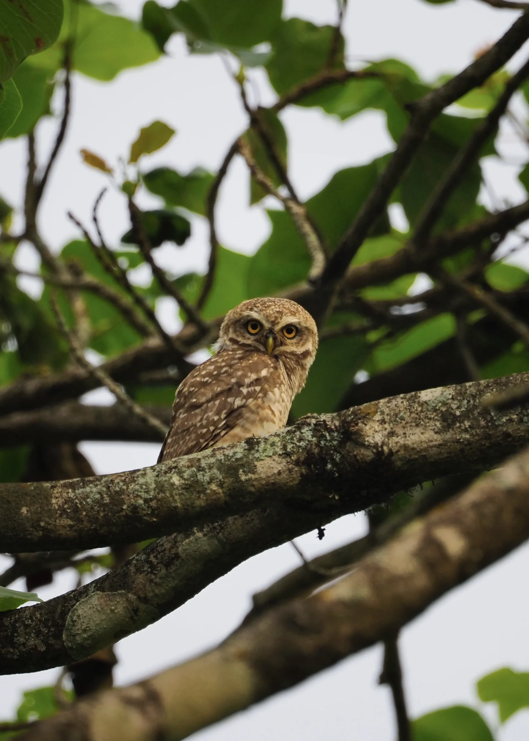 Na zdjęciu jest pójdźka bramińska (Athene brama), znana też jako Spotted Owlet – jedna z najmniejszych sów żyjących w Nepalu. Ma charakterystyczne żółte oczy, białe plamki na brązowym upierzeniu i krępe ciało, dzięki czemu wygląda bardzo uroczo. W Chitwan często można ją zobaczyć w trakcie jeep safari albo birdwatching w dzień, kiedy siedzi na drzewach albo w dziuplach.