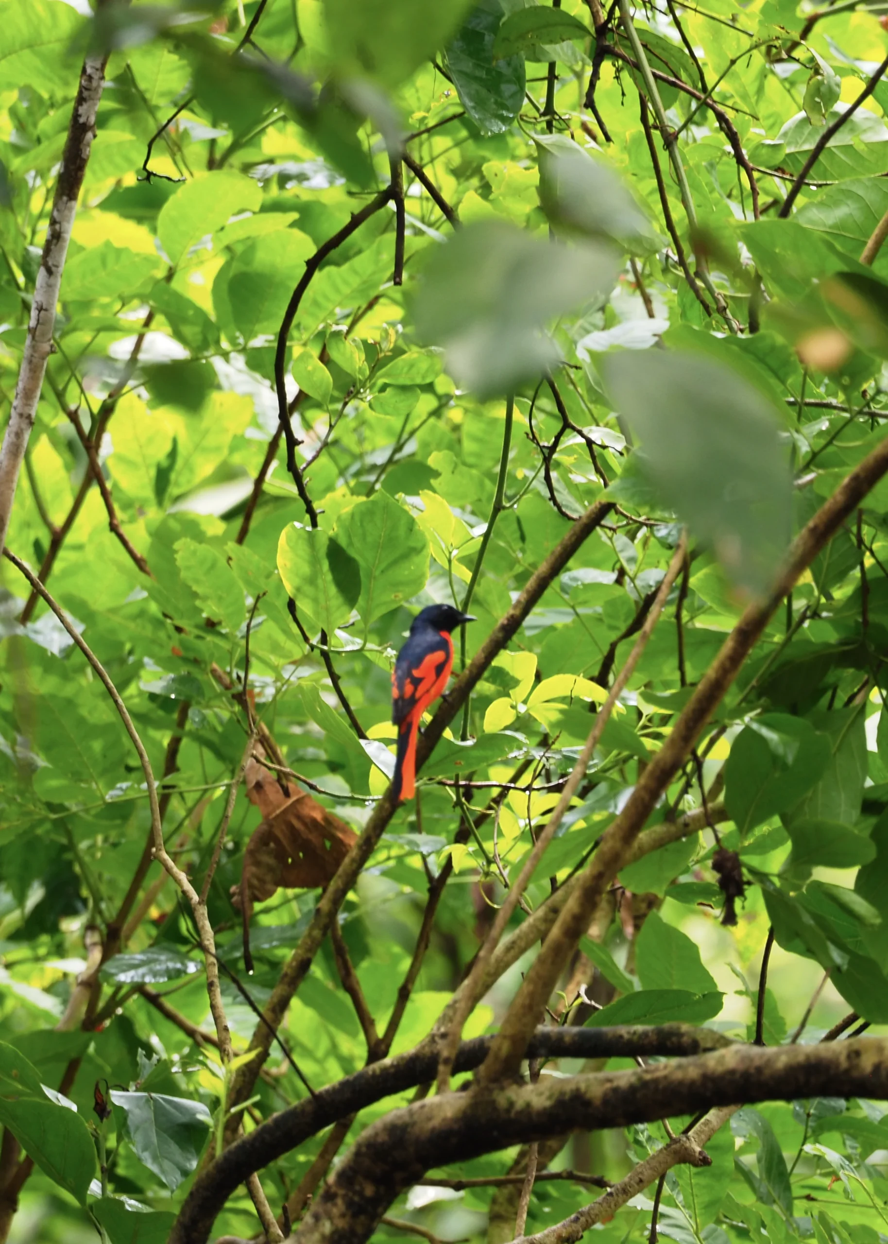 Jakie ptaki Chitwan. Purpurek szkarłatny (Scarlet Minivet) – kolorowy ptak w Parku Narodowym Chitwan, Nepal. Obserwacja Ptaków Safari Nepal