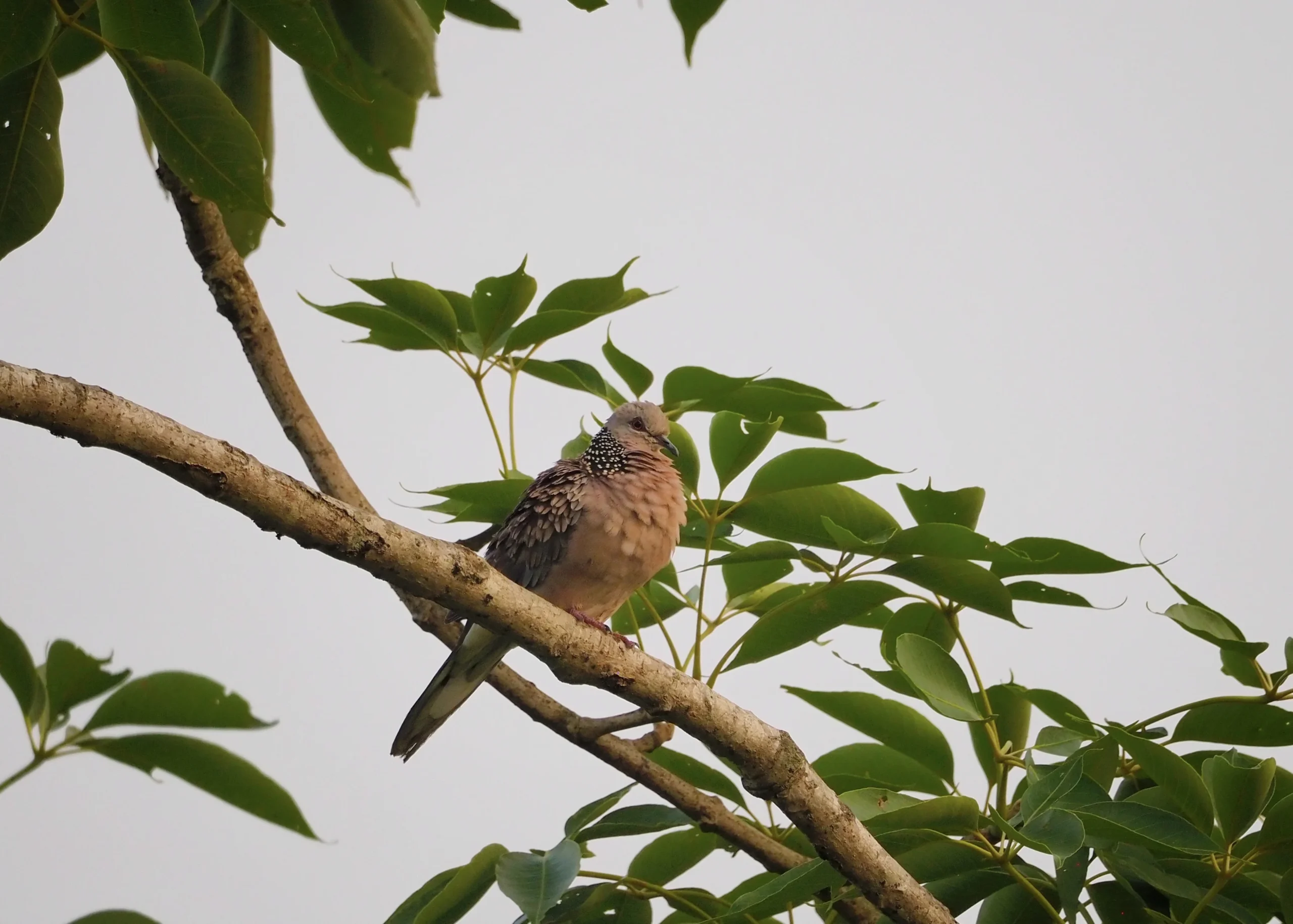 Sauraha Chitwan Safari. Gołąb plamisty w Nepalu – typowy ptak widziany podczas obserwacji ptaków w Chitwan.