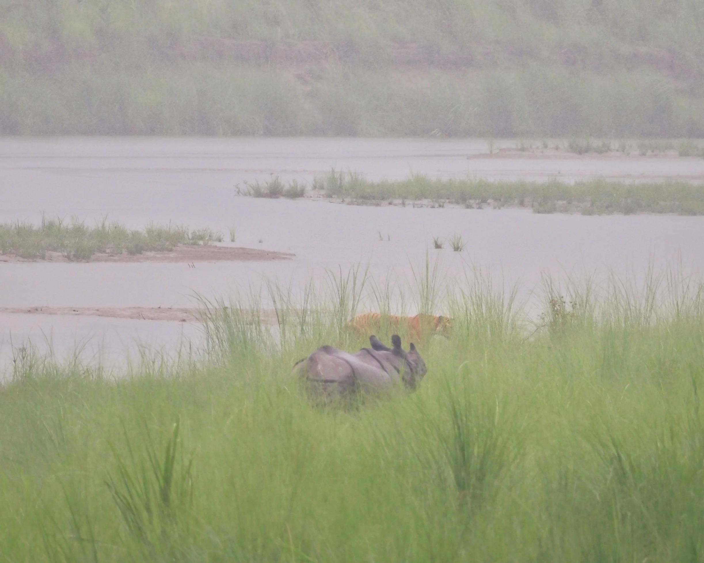 Bengal tiger and Indian rhino together during Chitwan National Park Safari in Nepal – rare wildlife encounter on jeep safari.