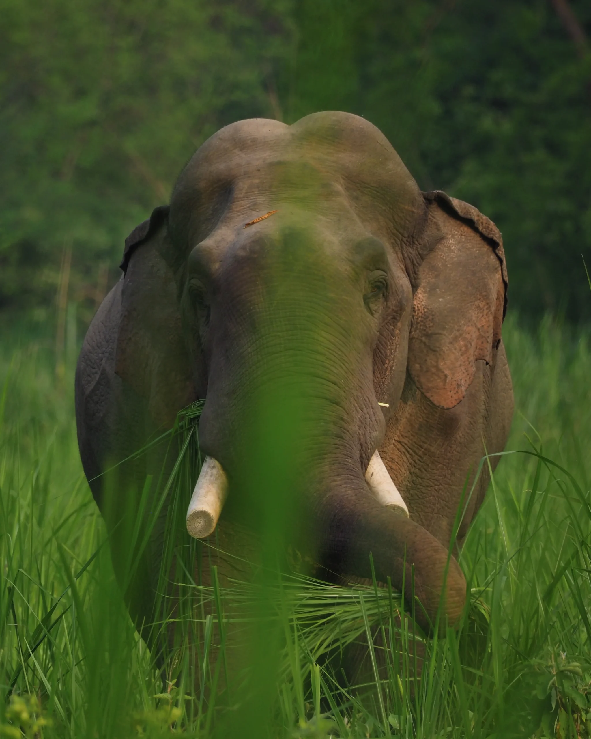 Dziki Słoń Indyjski - Wielka Piątka Azjatycka Chitwan.Dziki słoń indyjski z imponującymi ciosami w wysokiej trawie Chitwan National Park w Nepalu – jeden z przedstawicieli Wielkiej Piątki Azji