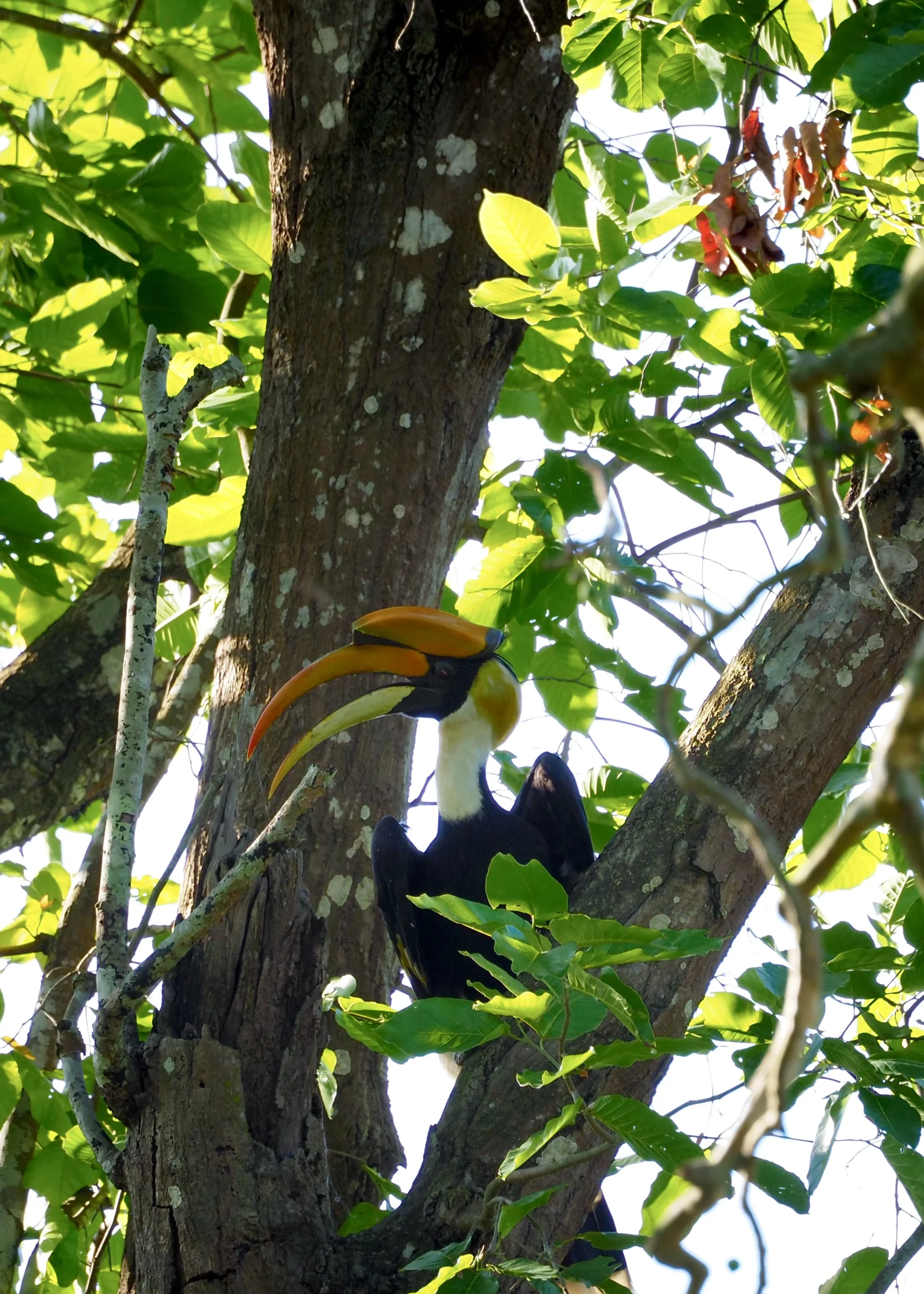 Dzioborożec wielki (Buceros bicornis) – jedn z najbardziej imponujących ptaków Azji, którego można spotkać w Parku Narodowym Chitwan w trakcie jeep safari i birdwatching. To gatunek charakterystyczny dzięki swojemu ogromnemu dziobowi i złoto-pomarańczowemu „hełmowi”. Ptaki Nepalu