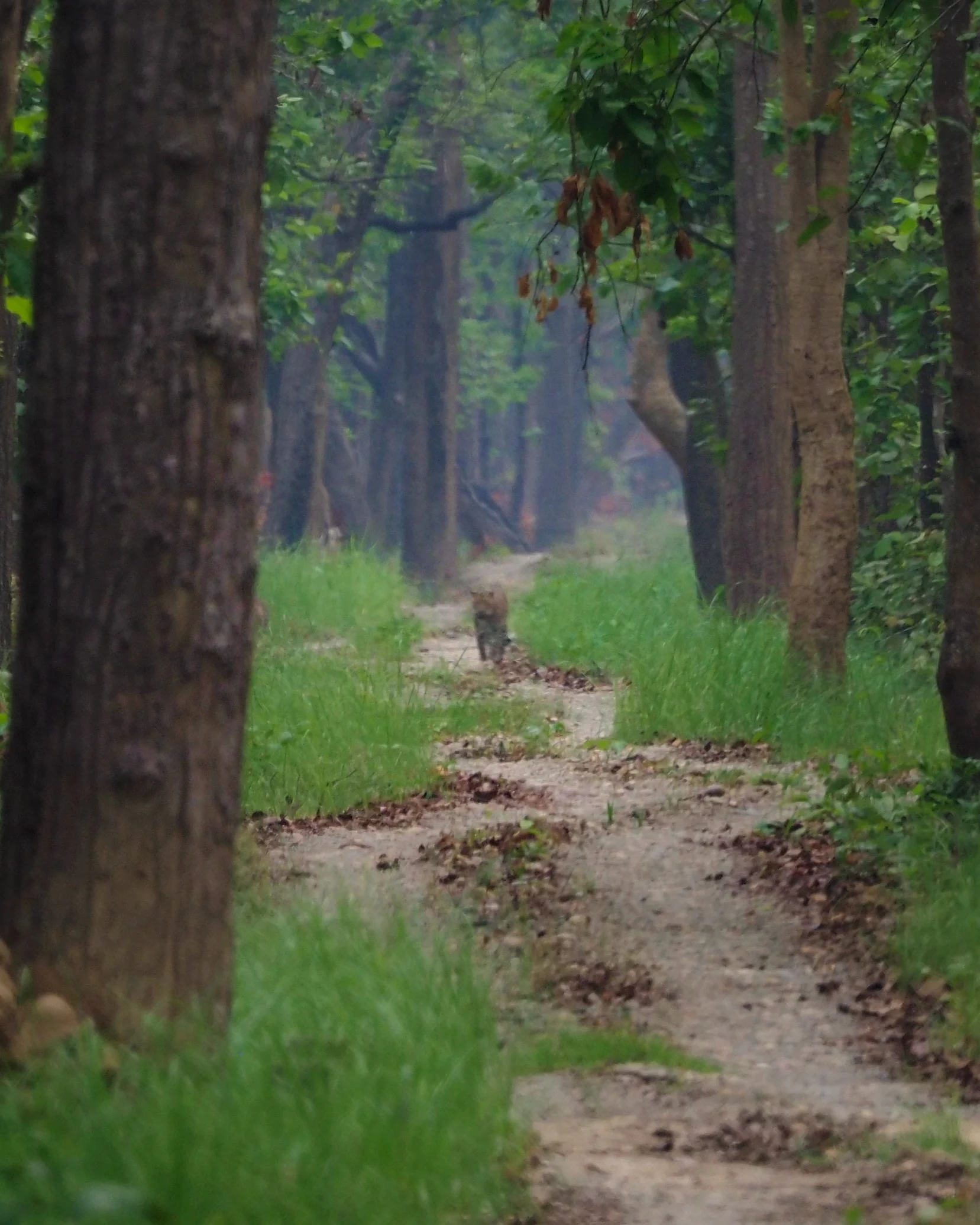 Lampart w Chitwan National Park – przedstawiciel Wielkiej Piątki Azji podczas jeep safari w Nepalu - podróże inspirowane natura