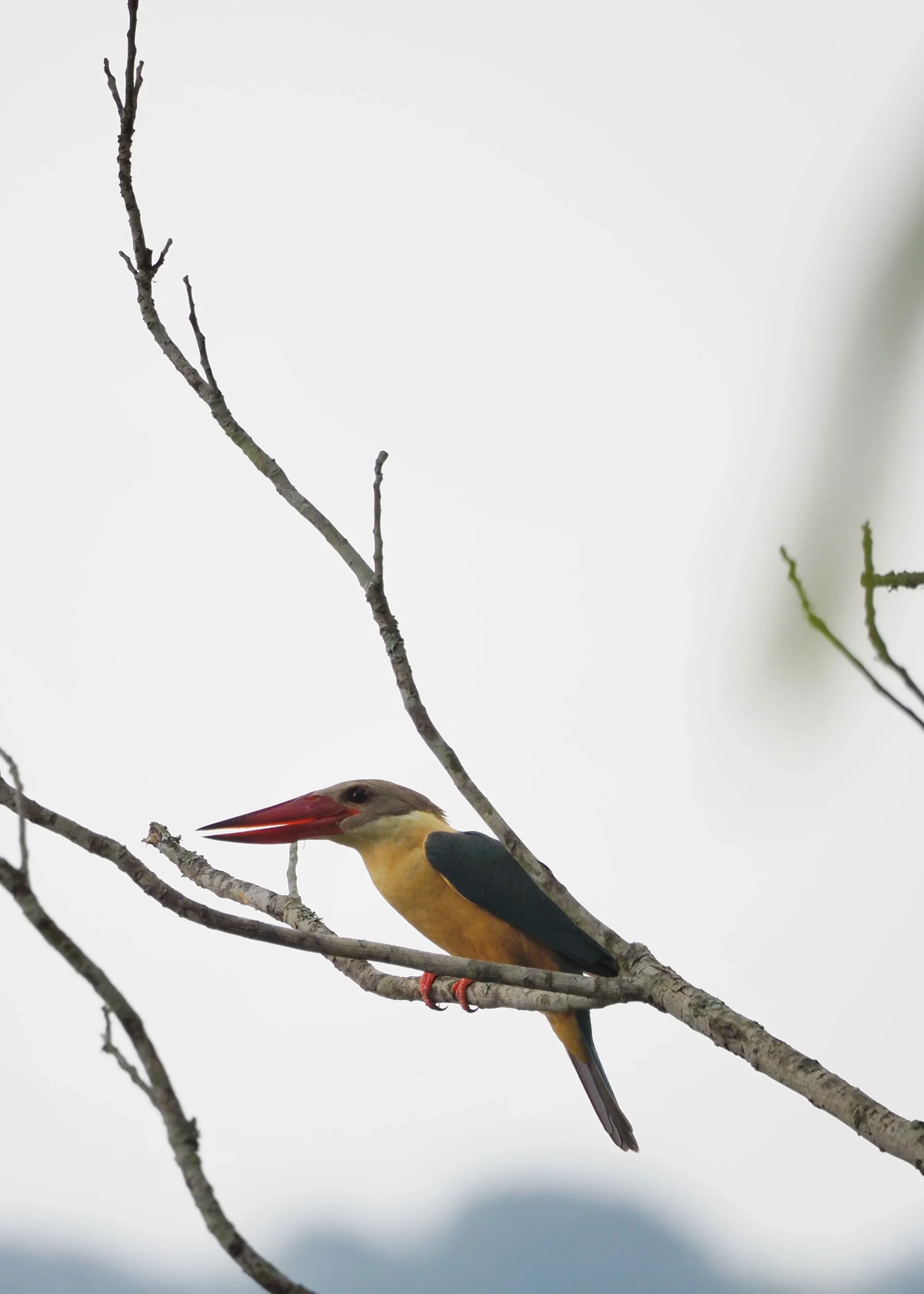 Łowiec niebieskoskrzydły (Pelargopsis capensis), znany także jako stork-billed kingfisher. To jeden z największych zimorodków świata – łatwo go rozpoznać po ogromnym, czerwonym dziobie i pięknym kontrastowym upierzeniu: turkusowych skrzydłach, żółto-pomarańczowej piersi i oliwkowo-brązowej głowie.
