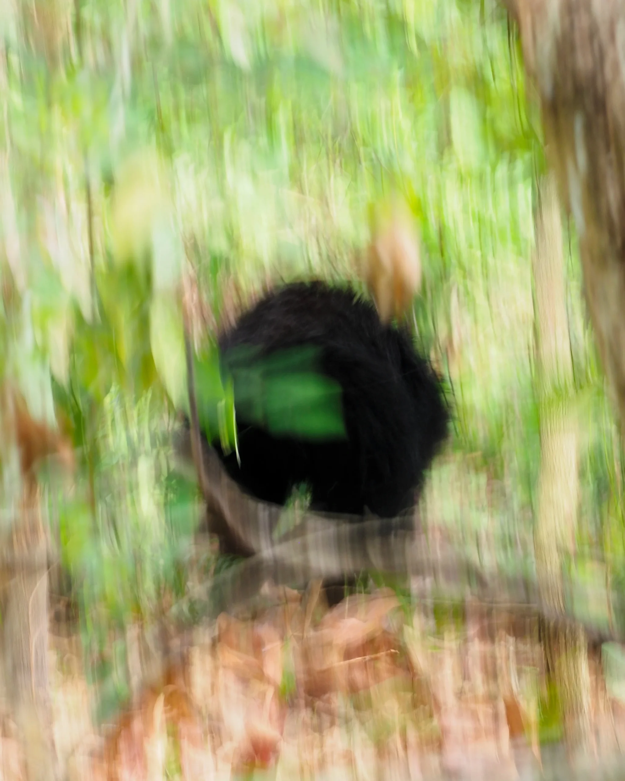 Niedźwiedź wargacz, nazywany także niedźwiedziem leniwym, w gęstej dżungli Chitwan National Park w Nepalu – rzadki przedstawiciel Wielkiej Piątki Azji w Chitwan NP