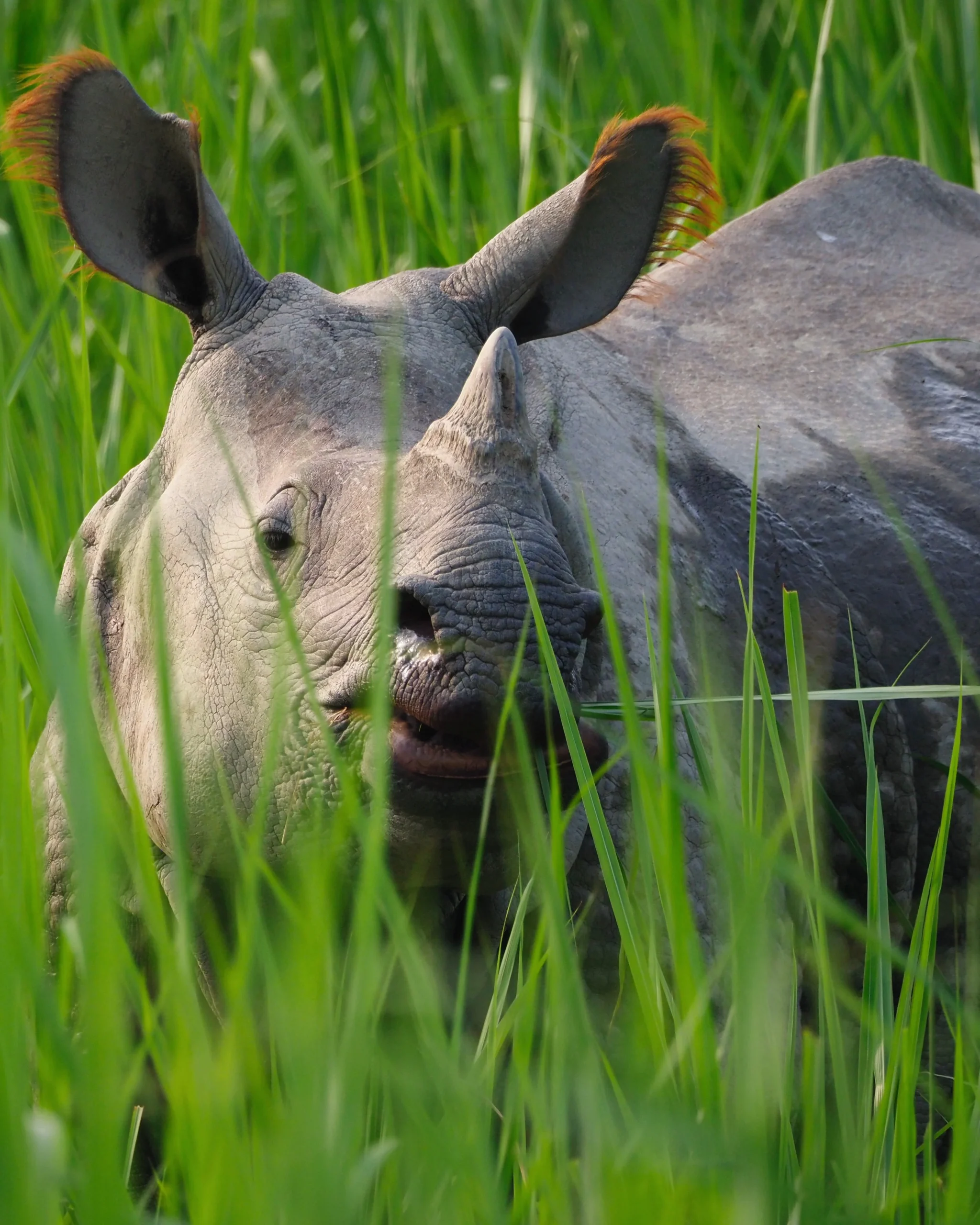Wielka Azjatycka Piątka Safari - Nosorożec indyjski (Rhinoceros unicornis) podczas żerowania w wysokiej trawie w Chitwan National Park w Nepalu – jeden z symboli Wielkiej Piątki Azji