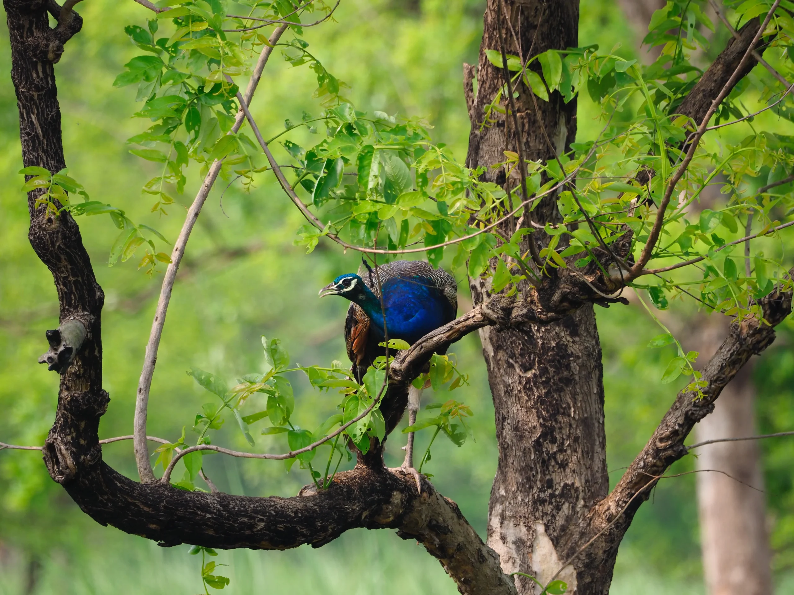 Paw indyjski na drzewie – birdwatching w Chitwan National Park, Nepal.Na zdjęciu jest paw indyjski (Pavo cristatus), narodowy ptak Indii, ale bardzo często spotykany również w Nepalu – szczególnie w Parku Narodowym Chitwan. Samce są znane z okazałych piór ogonowych, ale nawet bez rozłożonego ogona wyglądają majestatycznie.