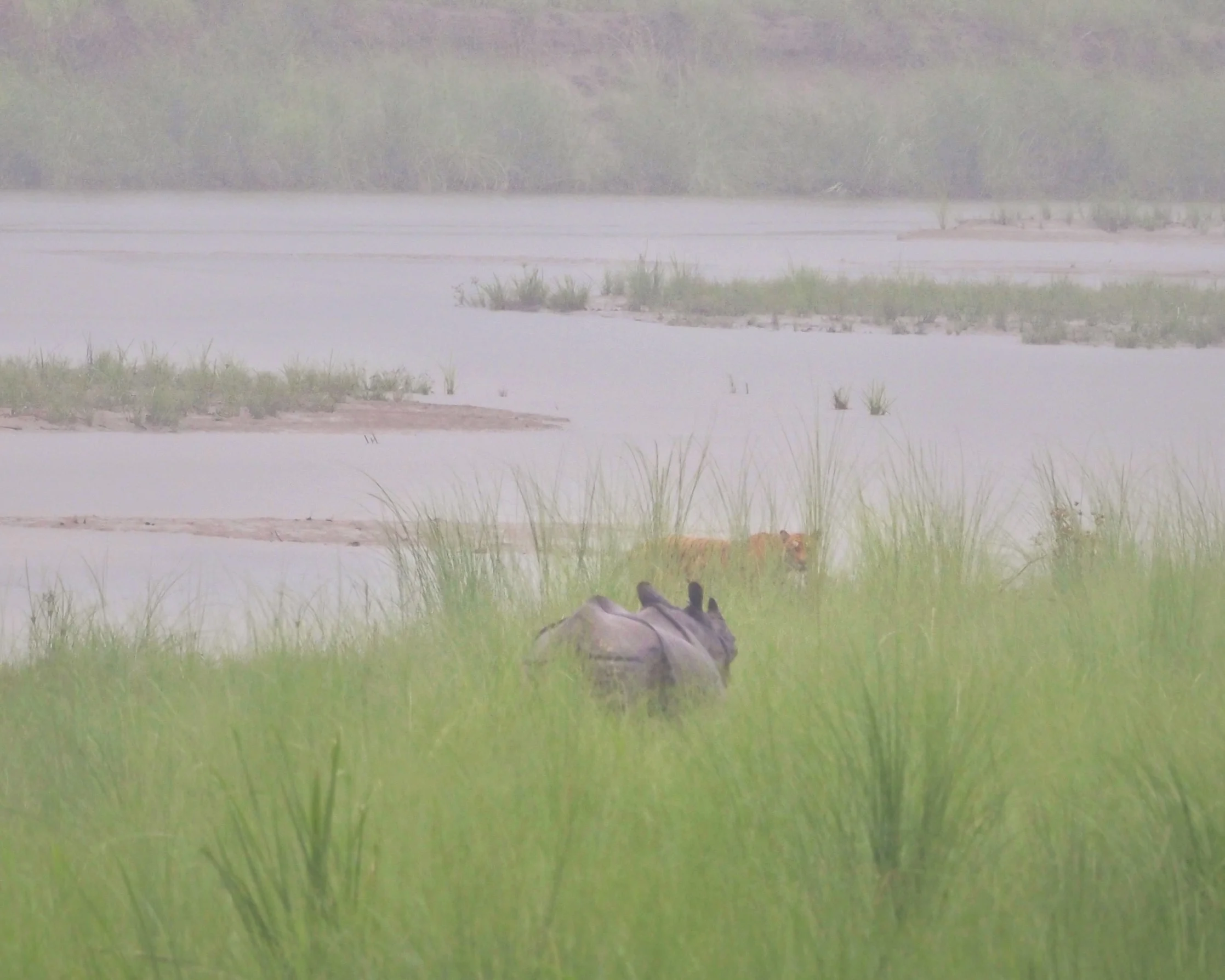 Tygrys bengalski i nosorożec indyjski przechodzący przez rzekę w Chitwan National Park w Nepalu - niezwykłe spotkanie podczas jeep safari.