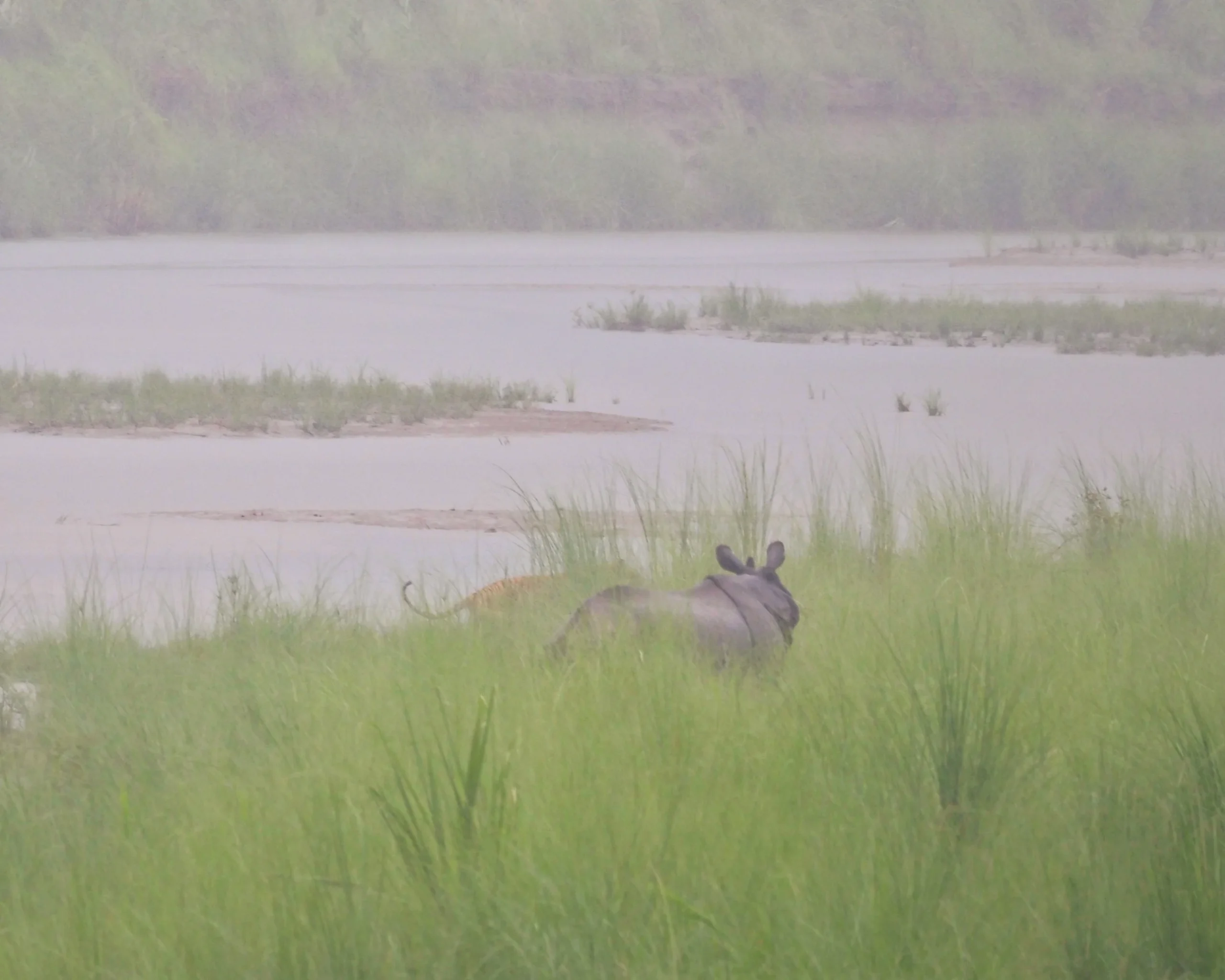 Tygrys bengalski i nosorożec indyjski w wysokiej trawie nad rzeką w zachodnim Chitwan National Park Safari, Nepal – wyjątkowe jeepsafari w Azji.