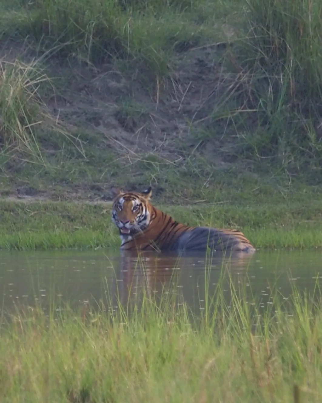 Tygrys Bengalski - Wielka Azjatycka Piątka Safari Chitwan. Tygrys bengalski (Panthera tigris tigris) chłodzący się w wodzie w Chitwan National Park w Nepalu – spotkanie z jednym z najrzadszych drapieżników Azji.