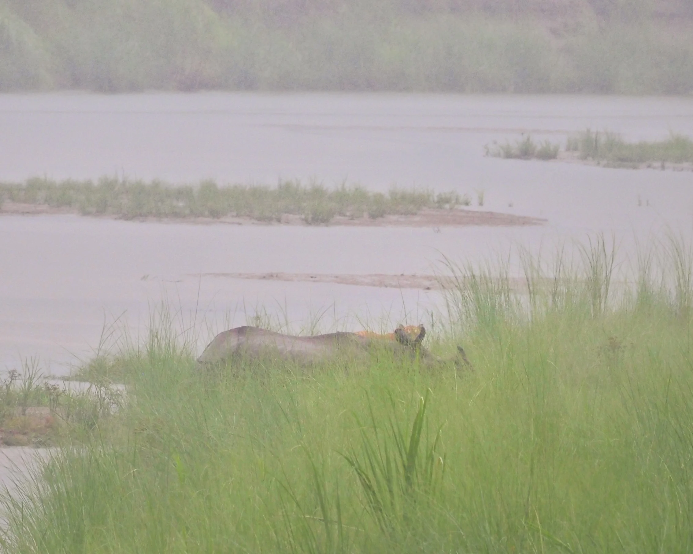 Tygrys bengalski i nosorożec indyjski podczas safari w west Chitwan National Park Nepal - wyjątkowe spotkanie dzikiej przyrody i dwóch najbardziej legendarnych zwierząt Azji.