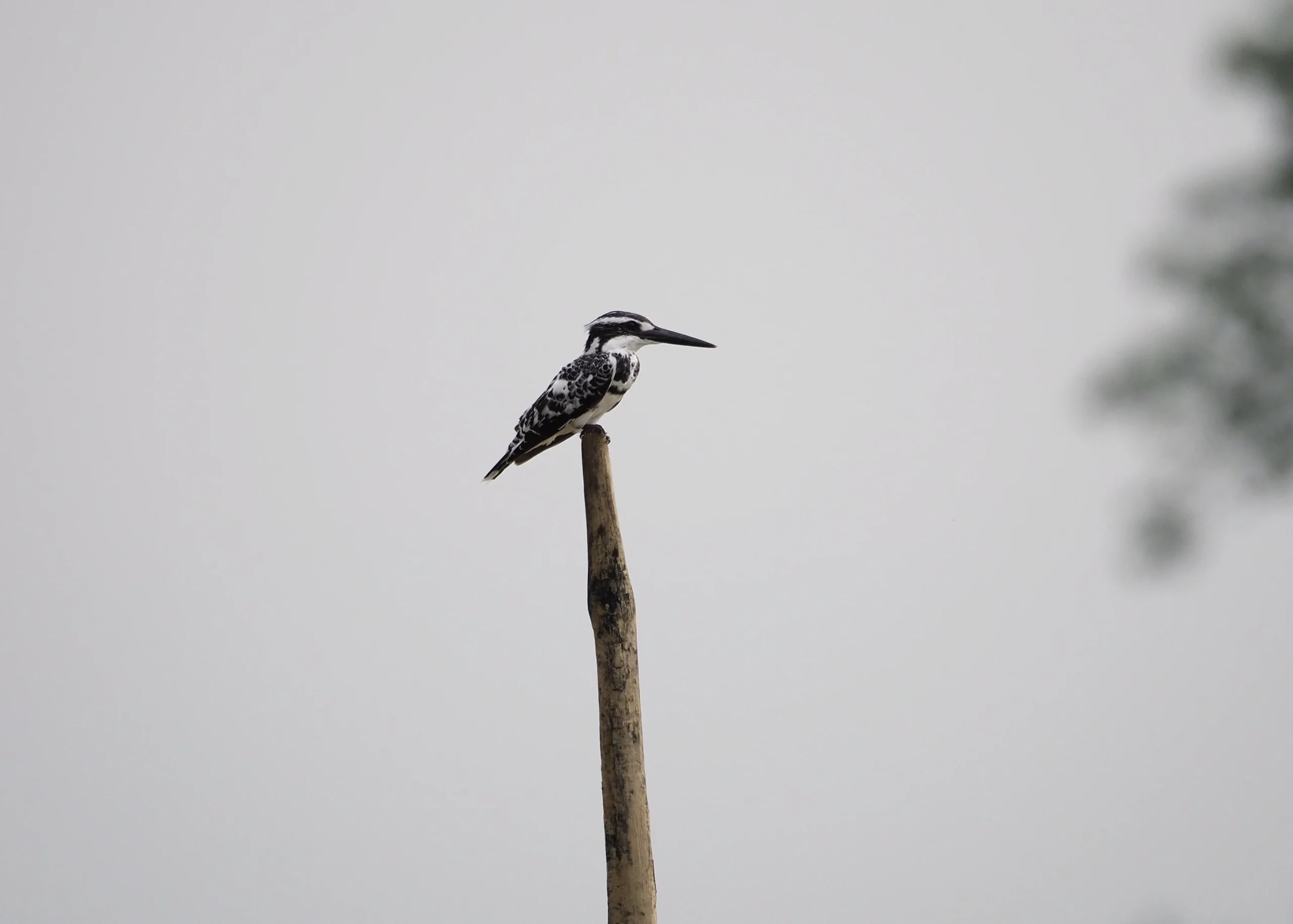Czarno-biały zimorodek srokaty – obserwacja ptaków w Chitwan Safari Nepal.Na fotografii jest zimorodek srokaty (Ceryle rudis), po angielsku Pied Kingfisher – jeden z najczęściej spotykanych zimorodków w Nepalu, a przy tym bardzo charakterystyczny ze względu na swoje czarno-białe upierzenie i zawisanie w locie nad wodą niczym pustułka.