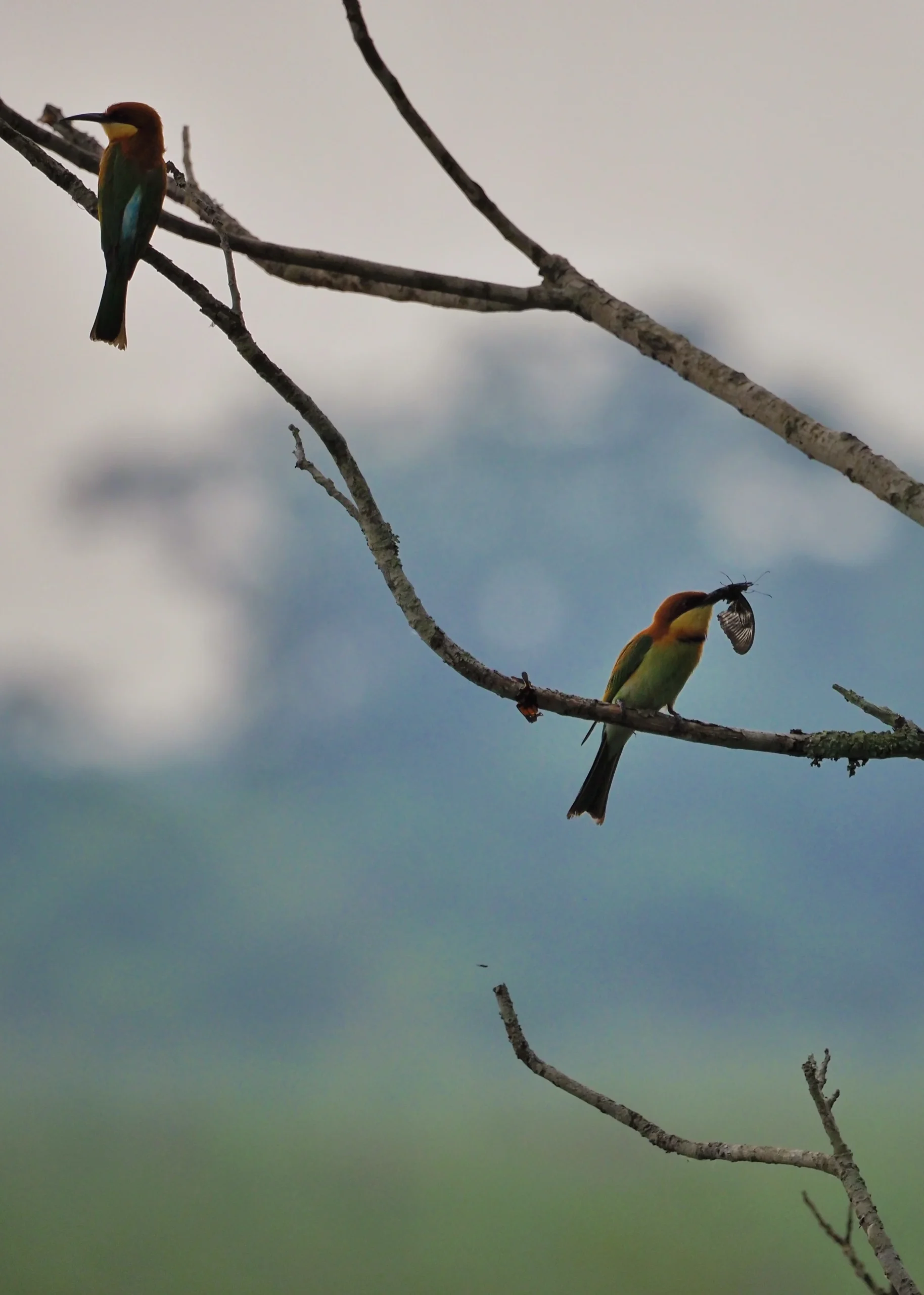Żołna obrożna (Chestnut-headed Bee-eater) w Parku Narodowym Chitwan, Nepal – birdwatching safari.