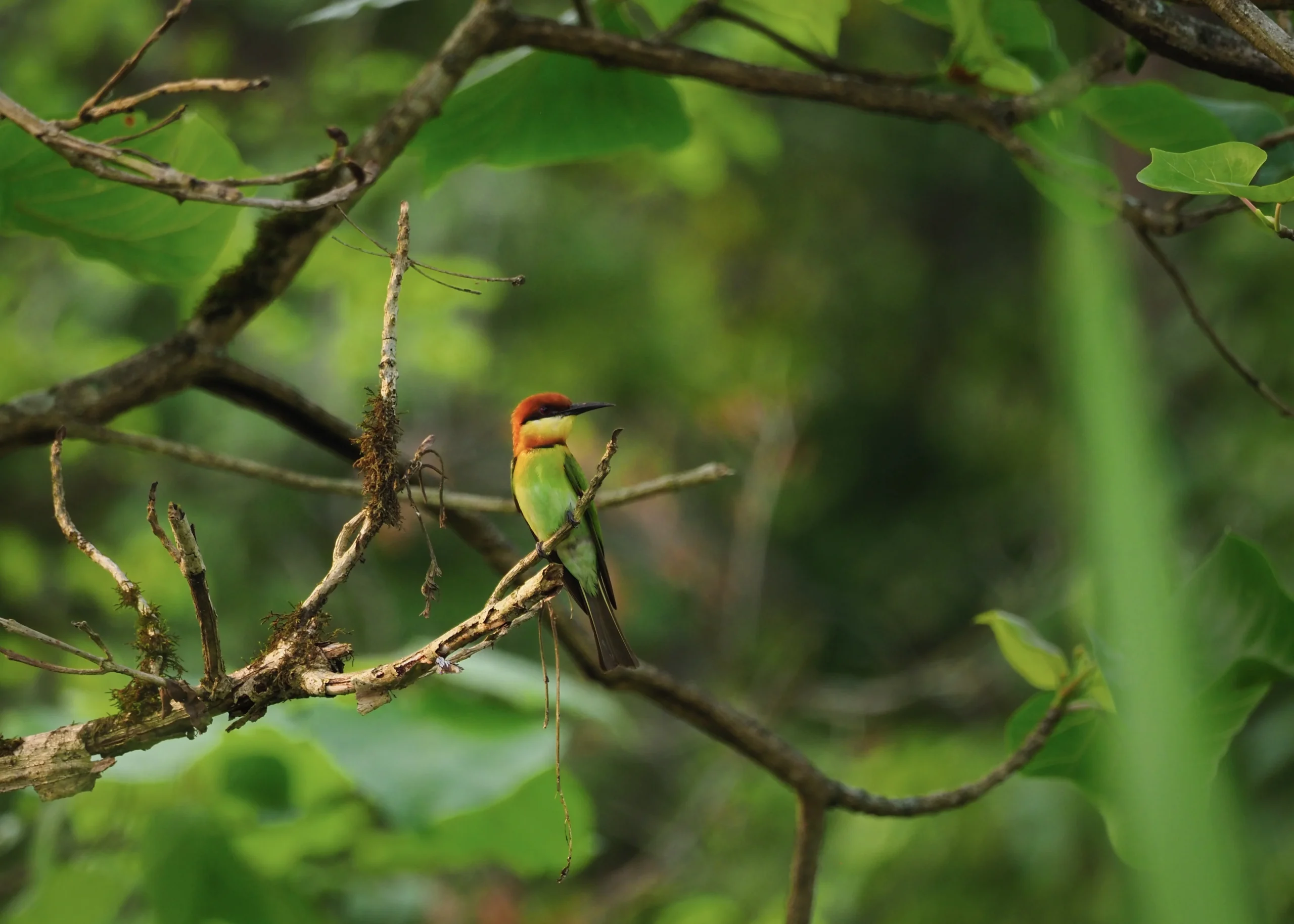zolna-obrozna-chitwan-safari-ptaki-jaka-cena-nepal-Chestnut-headed-Bee-eater-przewodnik-podroze-inspirowane-natura
