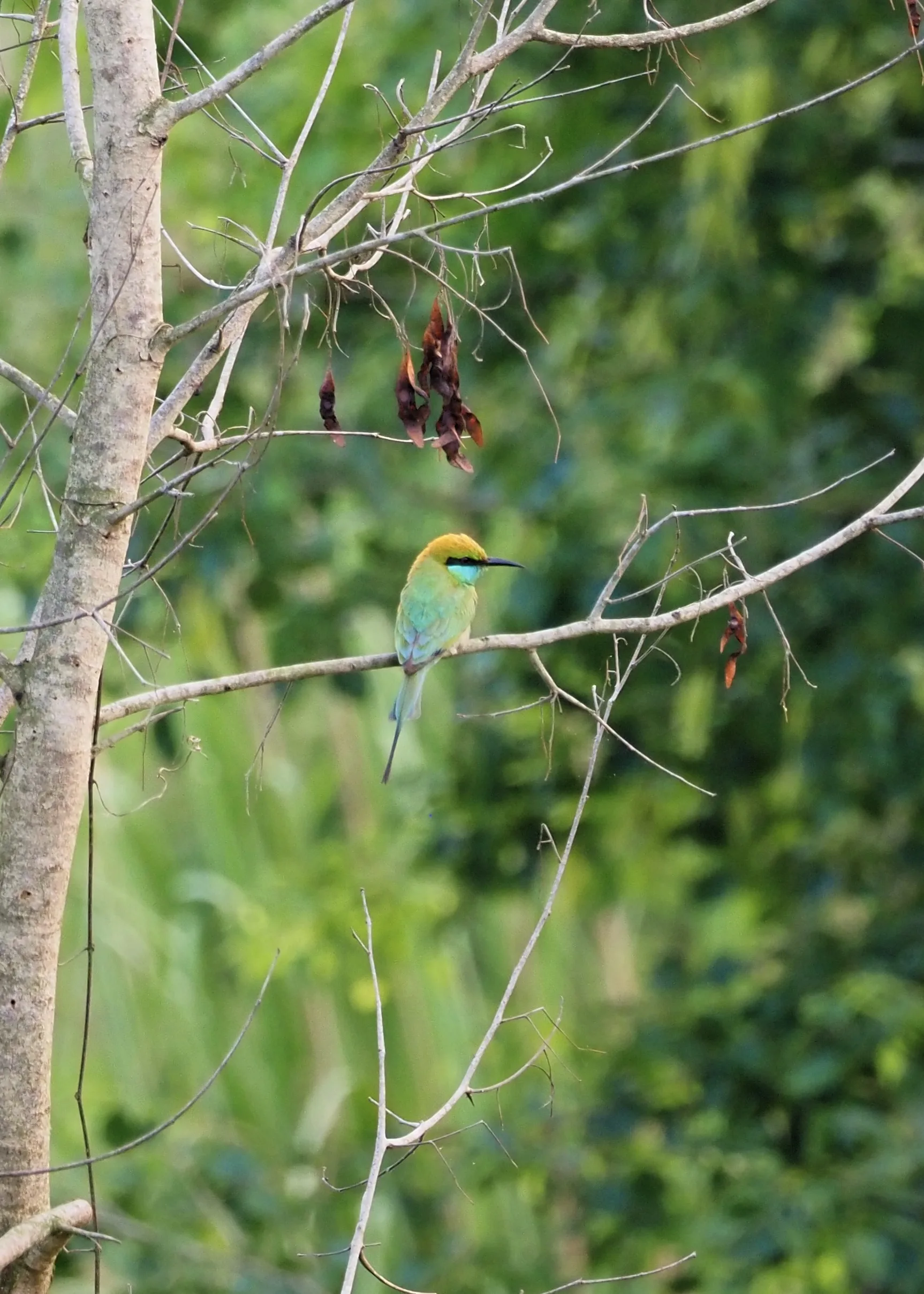 Na zdjęciu jest żołna wschodnia (Merops orientalis), znana po angielsku jako Green Bee-eater. To mały, bardzo kolorowy ptak, który łatwo rozpoznać po zielonym upierzeniu, złoto-żółtej głowie i czarnym pasku przez oko. Najczęściej siedzi na gałęziach w otwartych przestrzeniach i poluje na owady w locie – szczególnie pszczoły i ważki. ołna wschodnia (Green Bee-eater) – kolorowy ptak w Parku Narodowym Chitwan, Nepal w trakcie birdwatching z Himalayan Sanctuary Chitwan NP