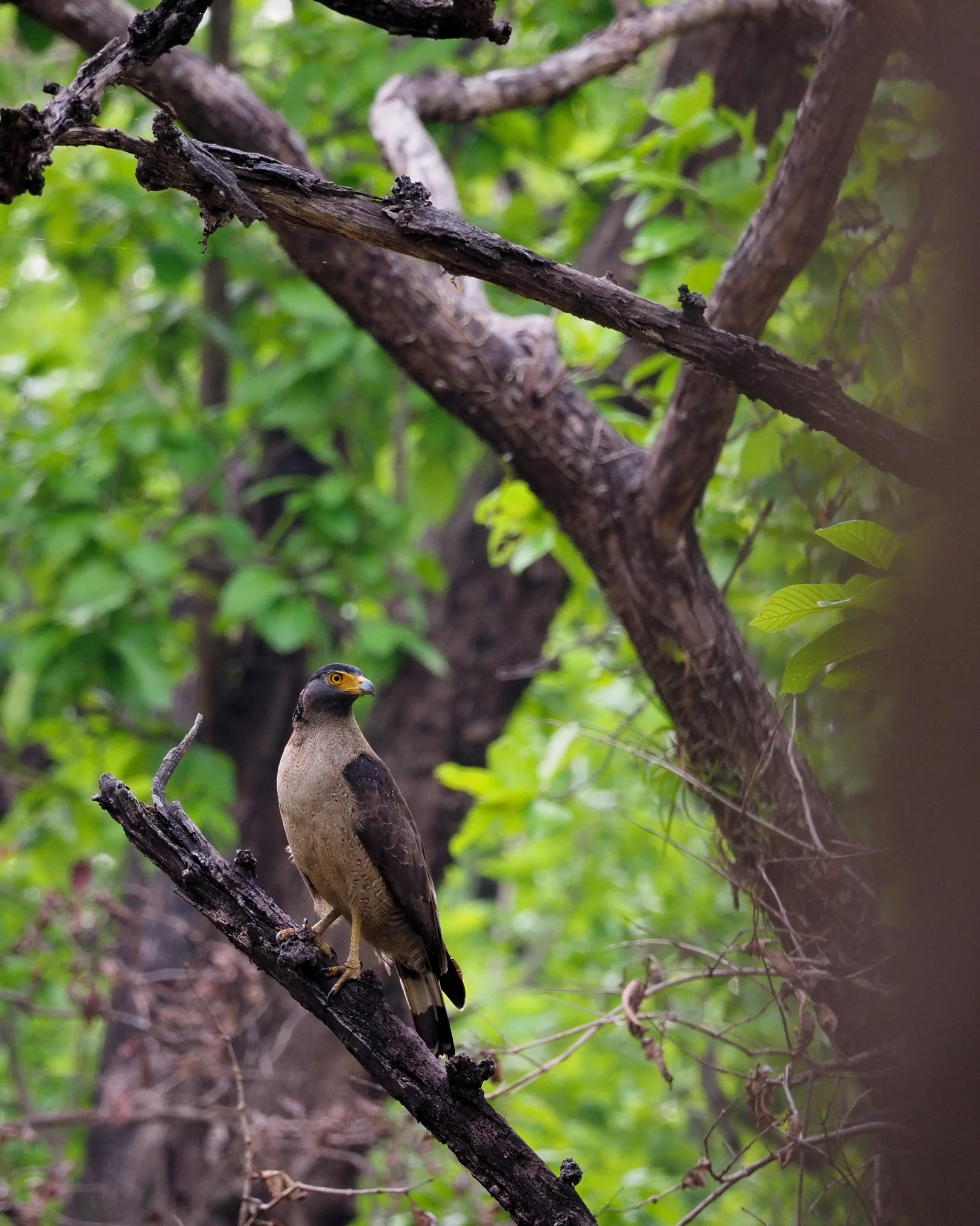 Park Narodowy Bardia czyli Tygrysy w Nepalu - Jak Zorganizować Safari? Wezojad czubaty (Crested Serpent Eagle) na gałęzi w Parku Narodowym Bardia w Nepalu – birdwatching podczas jeep safari i jungle walk obok water holes, gdzie oprócz tygrysa bengalskiego można spotkać rzadkie gatunki ptaków.