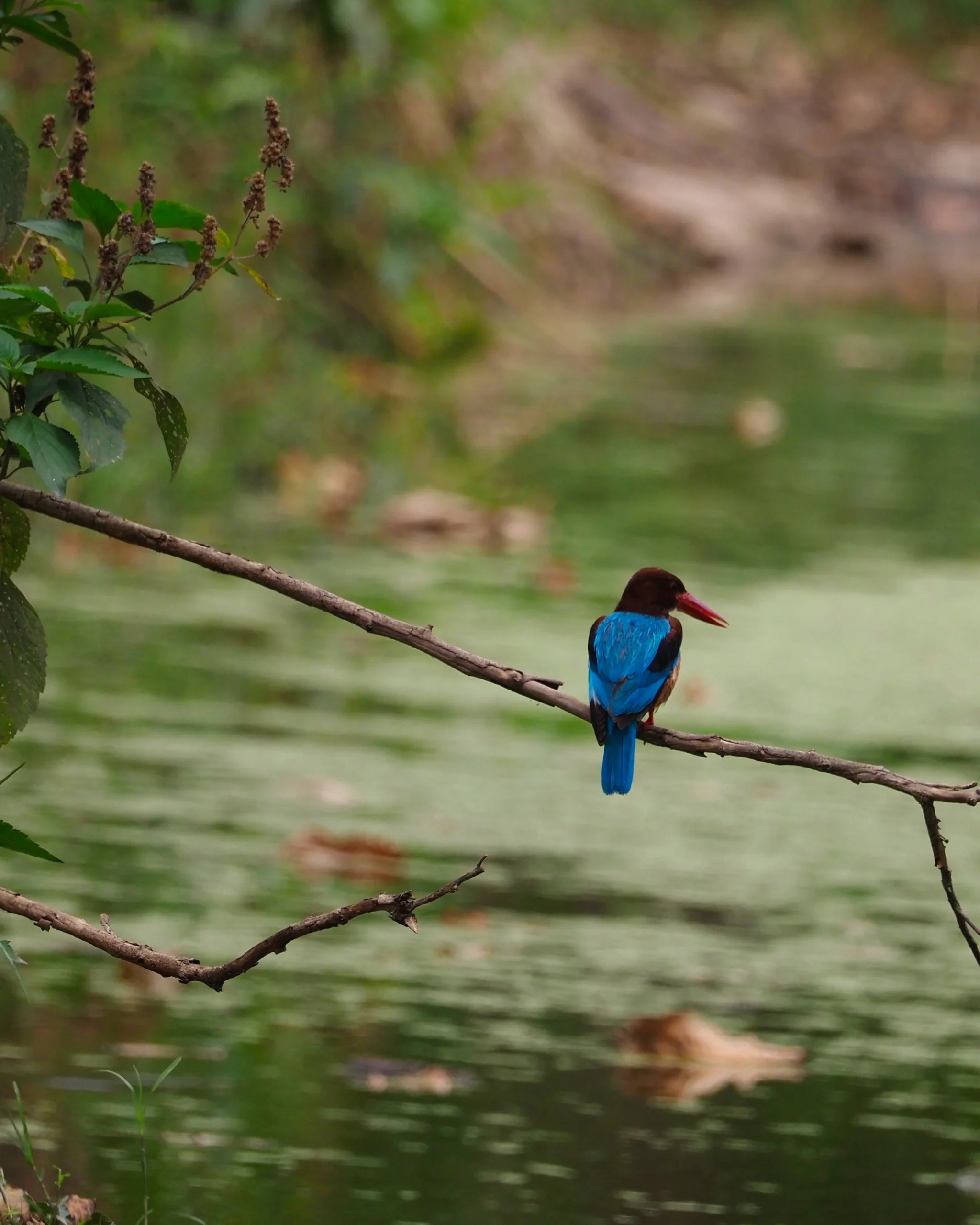 Park Narodowy Bardia czyli Tygrysy w Nepalu - Jak Zorganizować Safari? Łowiec krasnodzioby (White-throated Kingfisher) na gałęzi nad wodą w Parku Narodowym Bardia w Nepalu – birdwatching podczas safari, obok water holes, gdzie oprócz tygrysa bengalskiego spotyka się rzadkie ptaki.