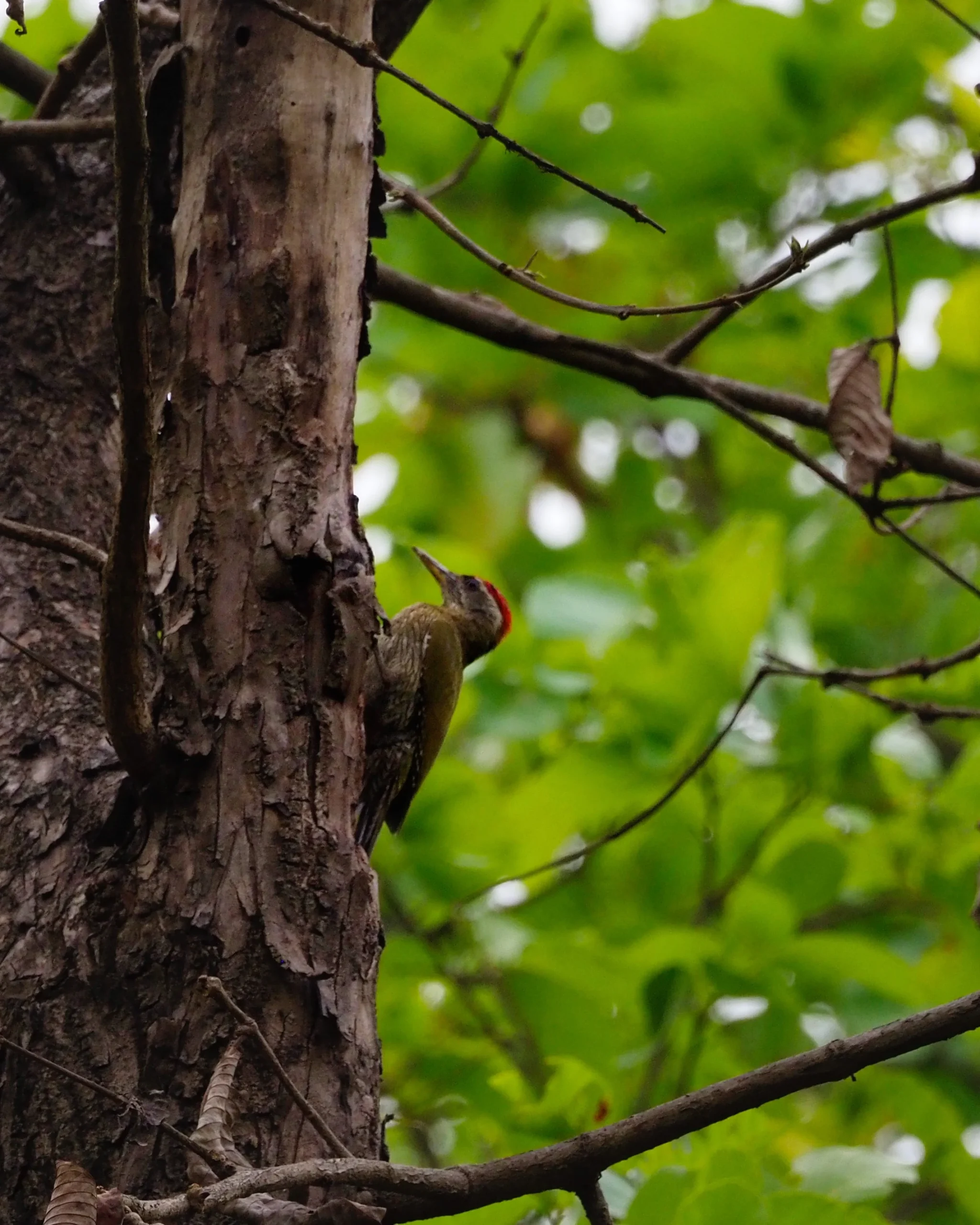Park Narodowy Bardia czyli Tygrysy w Nepalu - Jak Zorganizować Safari? Dzięcioł zielonosiwy (Grey-headed Woodpecker) na pniu drzewa w Parku Narodowym Bardia w Nepalu – birdwatching podczas jeep safari i jungle walk w poszukiwaniu dzikiej przyrody obok water holes i tygrysów bengalskich.
