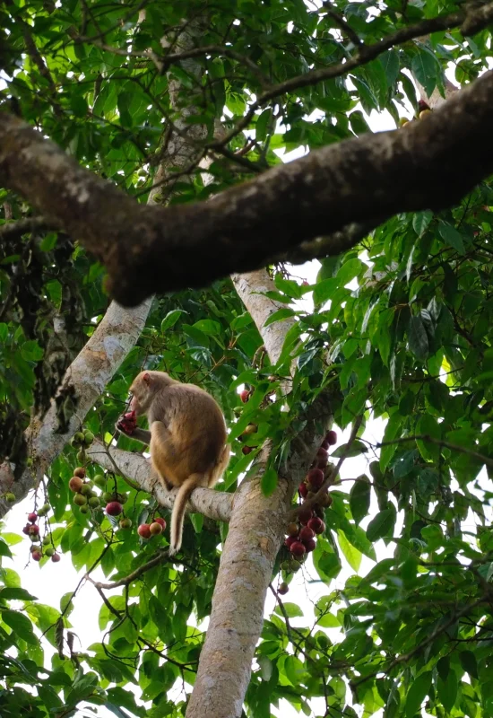 Makak królewski (rhesus) jedzący owoce na drzewie – Chitwan National Park Nepal. Jakie małpy żyją w Chitwan NP