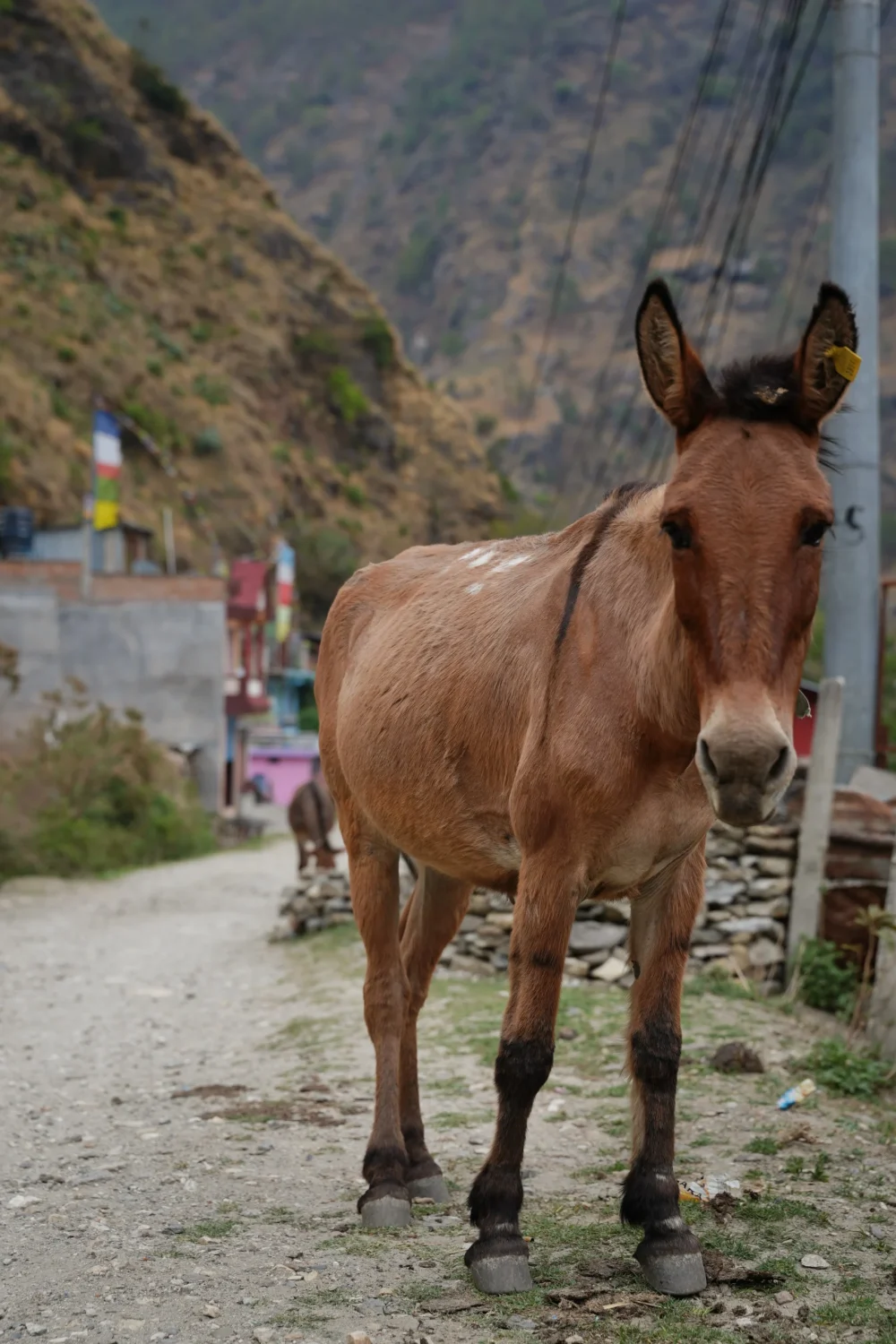 Syabrubesi-miasteczko-dzien-pierwszy-langtang-dolina-trekking-nepal-plan-trekkingu-nepap-himalaje Syabrubesi-miasteczko-dzien-pierwszy-langtang-dolina-trekking-nepal-plan-trekkingu-nepap-himalaje
