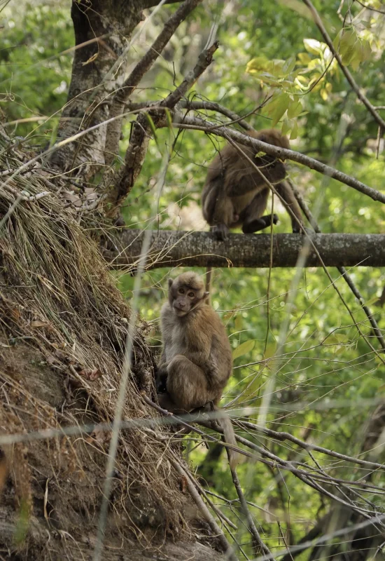 assamese-macaque-malpy-makkaki-langtang-dolina-nepal-trekking-himalaje-travelbymonkey makak królewski / makak rezus