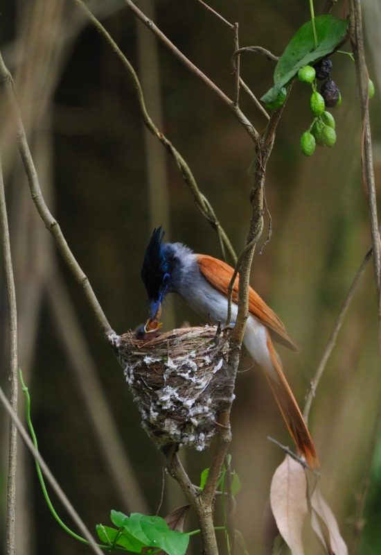 Dzika przyroda Nepalu fotografia muchołówki rajskiej z młodym w gnieździe, safari Chitwan. Asian Paradise Flycatcher bird of paradise w dżungli Chitwan Nepal