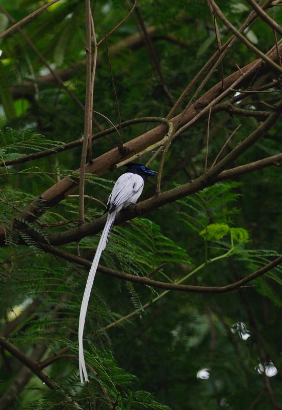 Asian Paradise Flycatcher – niezwykły ptak o długim białym ogonie, birdwatching w Nepalu. Bird of paradise Nepal