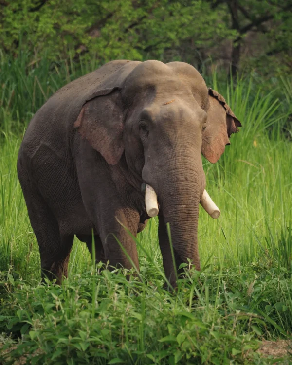 Legendarny słoń Dhurbe z Chitwan National Park w Nepalu, który zabił ponad 20 osób – dziki słoń indyjski spotykany podczas jeep safari Sauraha